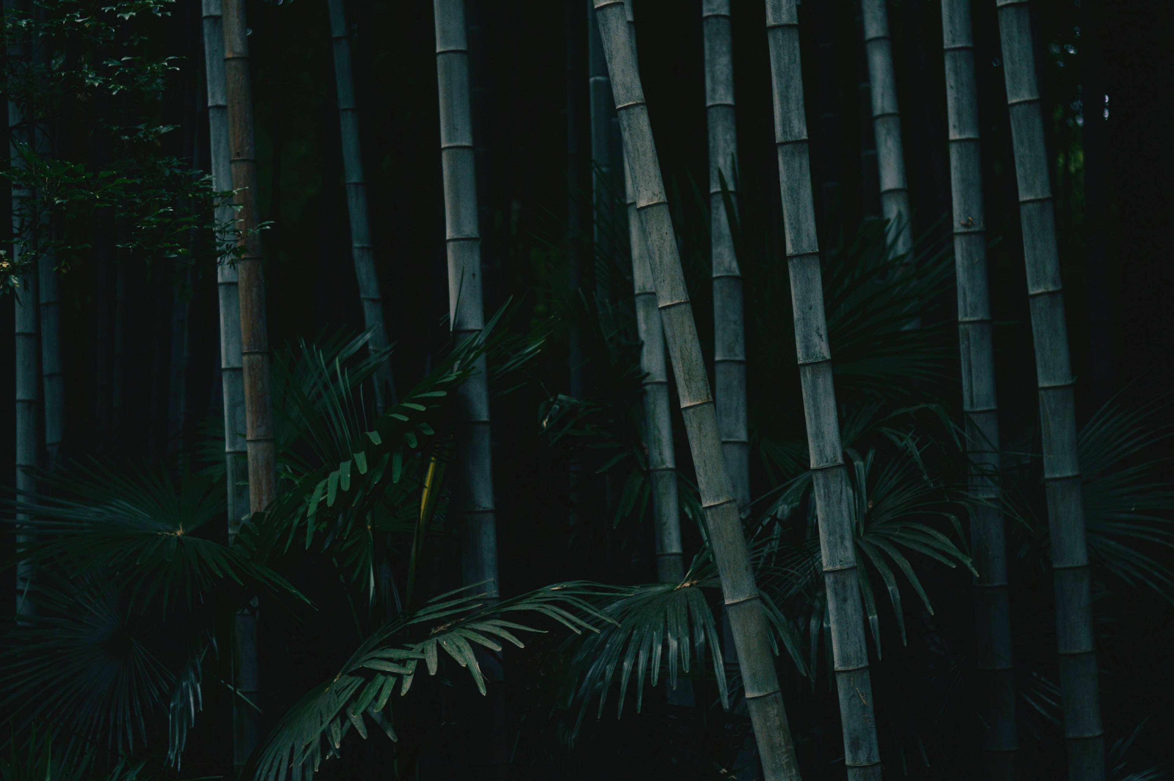 Miti Mirefu Mirefu ya Bamboo 4K Asili Picha ya Ukuta