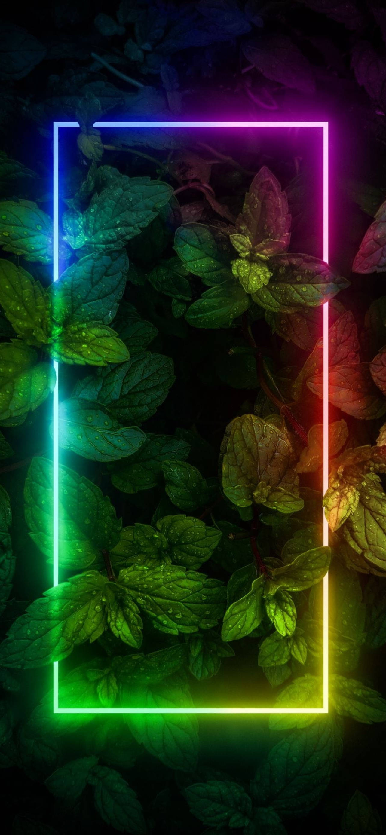 Miti na Border Neon Aesthetic iPhone Picha ya Ukuta