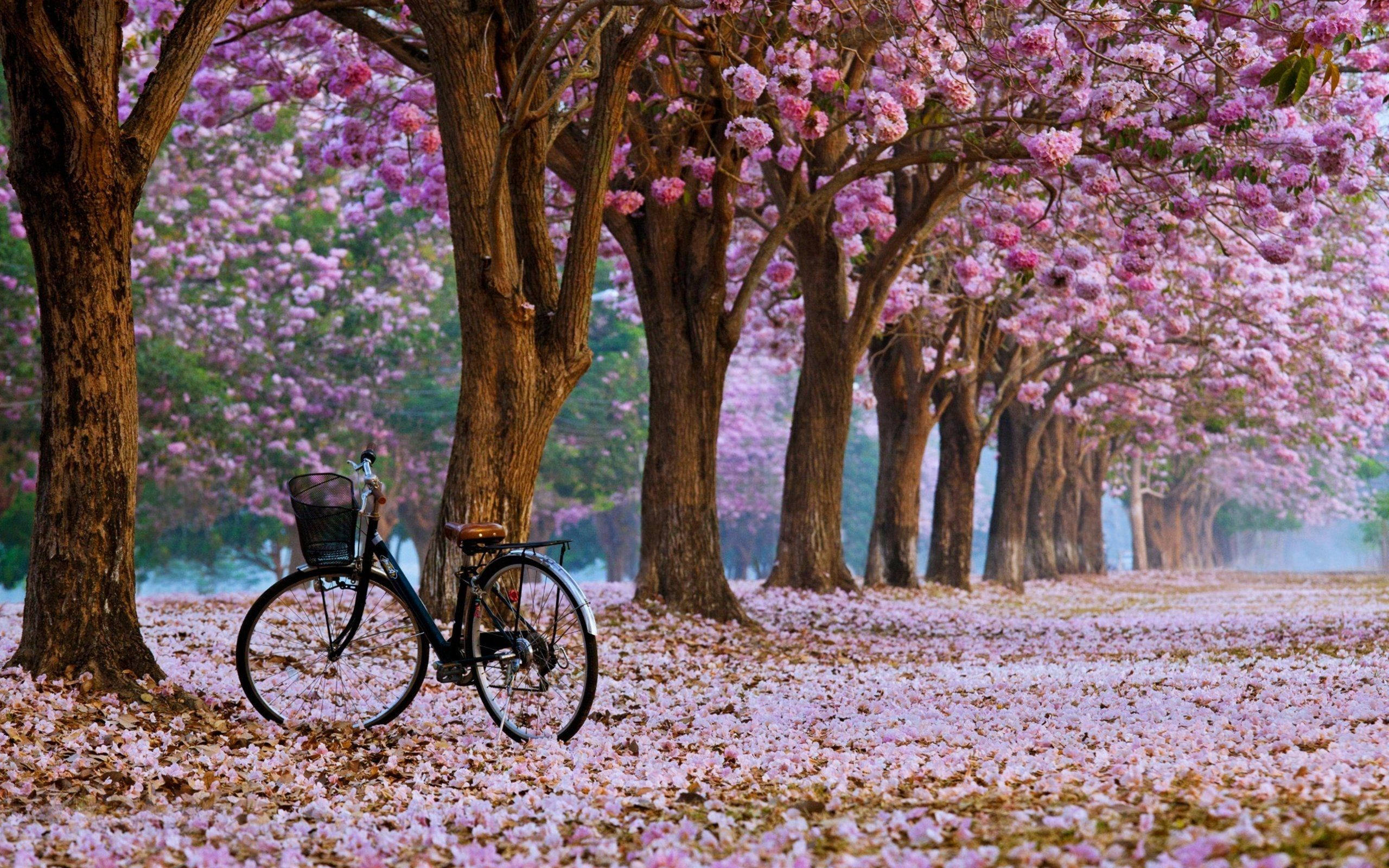 Miti ya Cherry Blossom Picha ya Ukuta