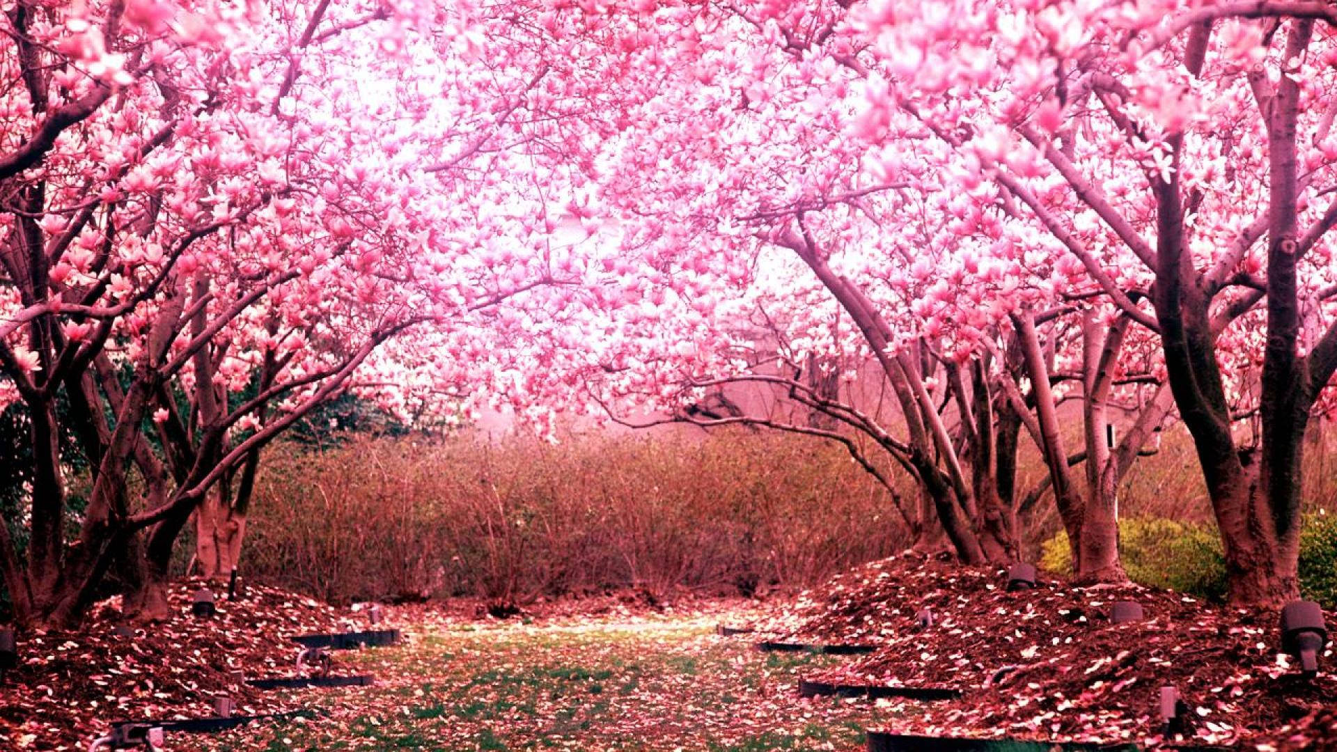 Miti ya Cherry Blossom ya Pink Picha ya Ukuta