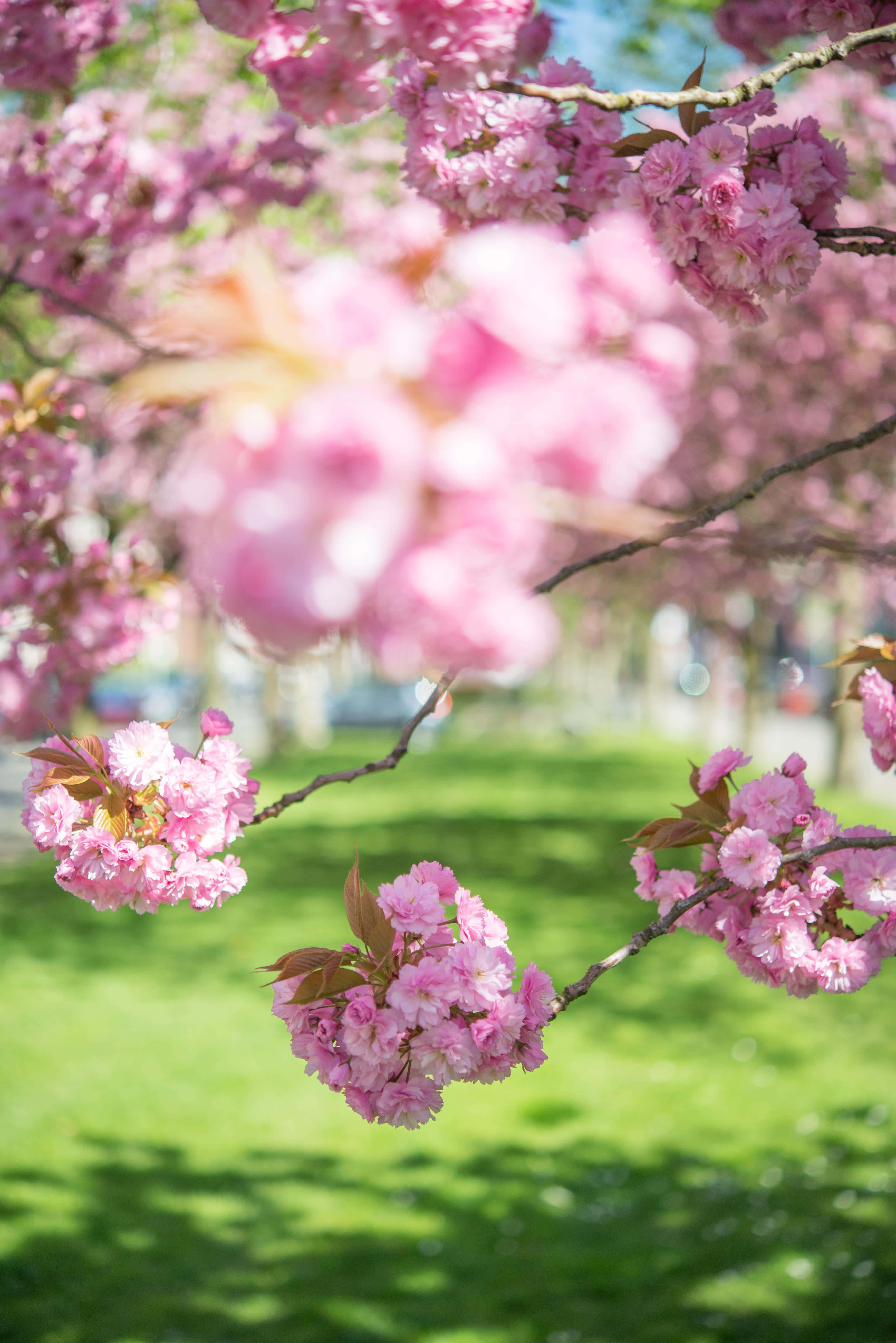 Beautiful Blooming Trees in Spring Picha ya Ukuta