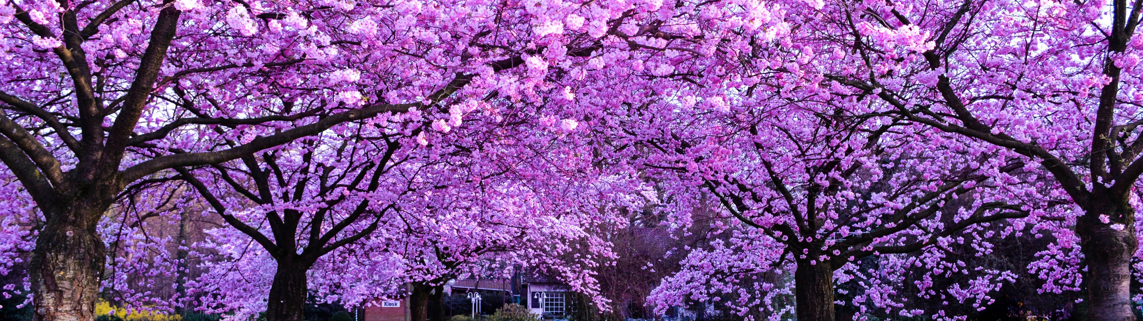 Miti ya Maua ya Cherry 3840x1080 4K Picha ya Ukuta