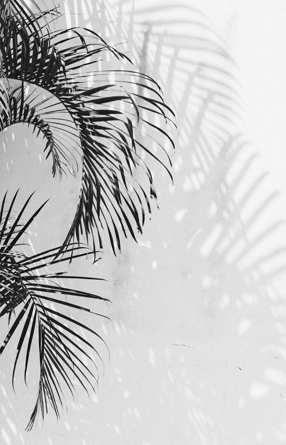 Miti ya Palm White Aesthetic iPhone Picha ya Ukuta
