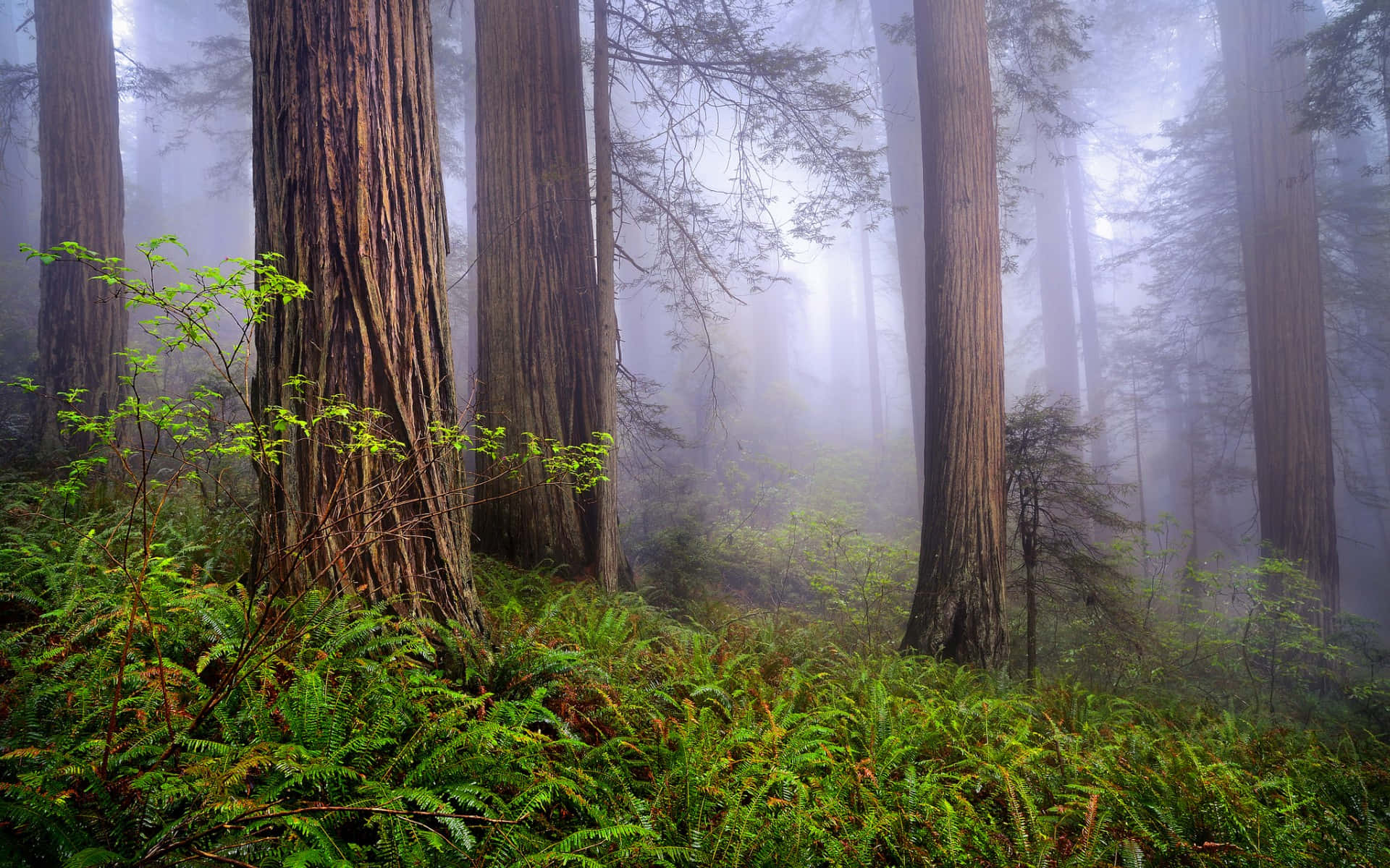 Miti ya Redwood National Park yenye Mwonekano wa Kikoroma Picha ya Ukuta