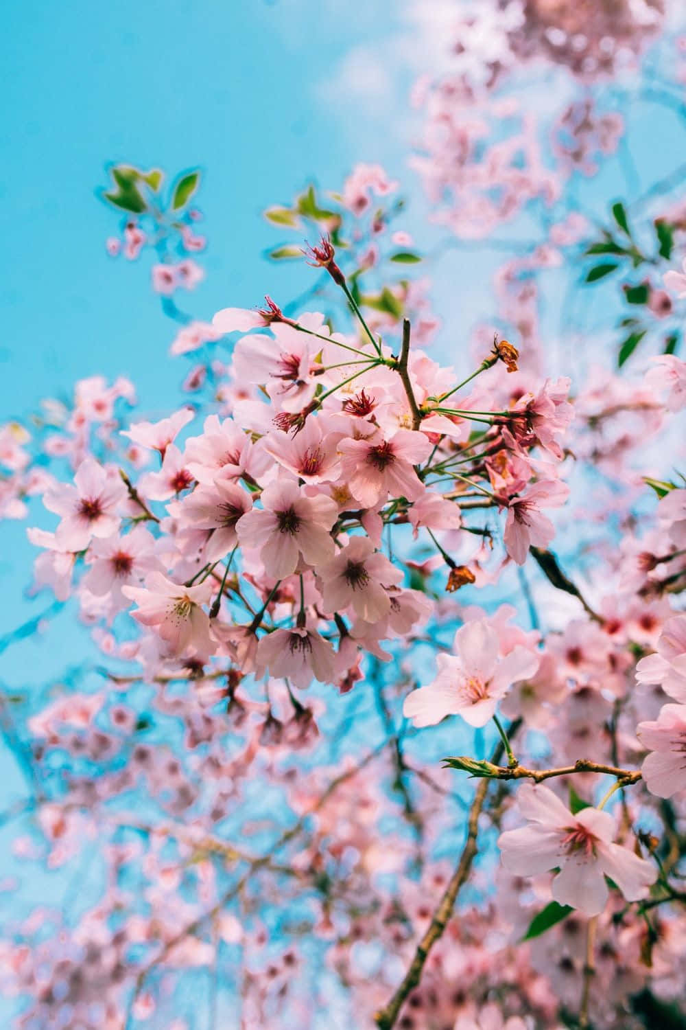 Miti ya Spring ya Sera na Mwangaza wa Saa ya Fajiri Picha ya Ukuta