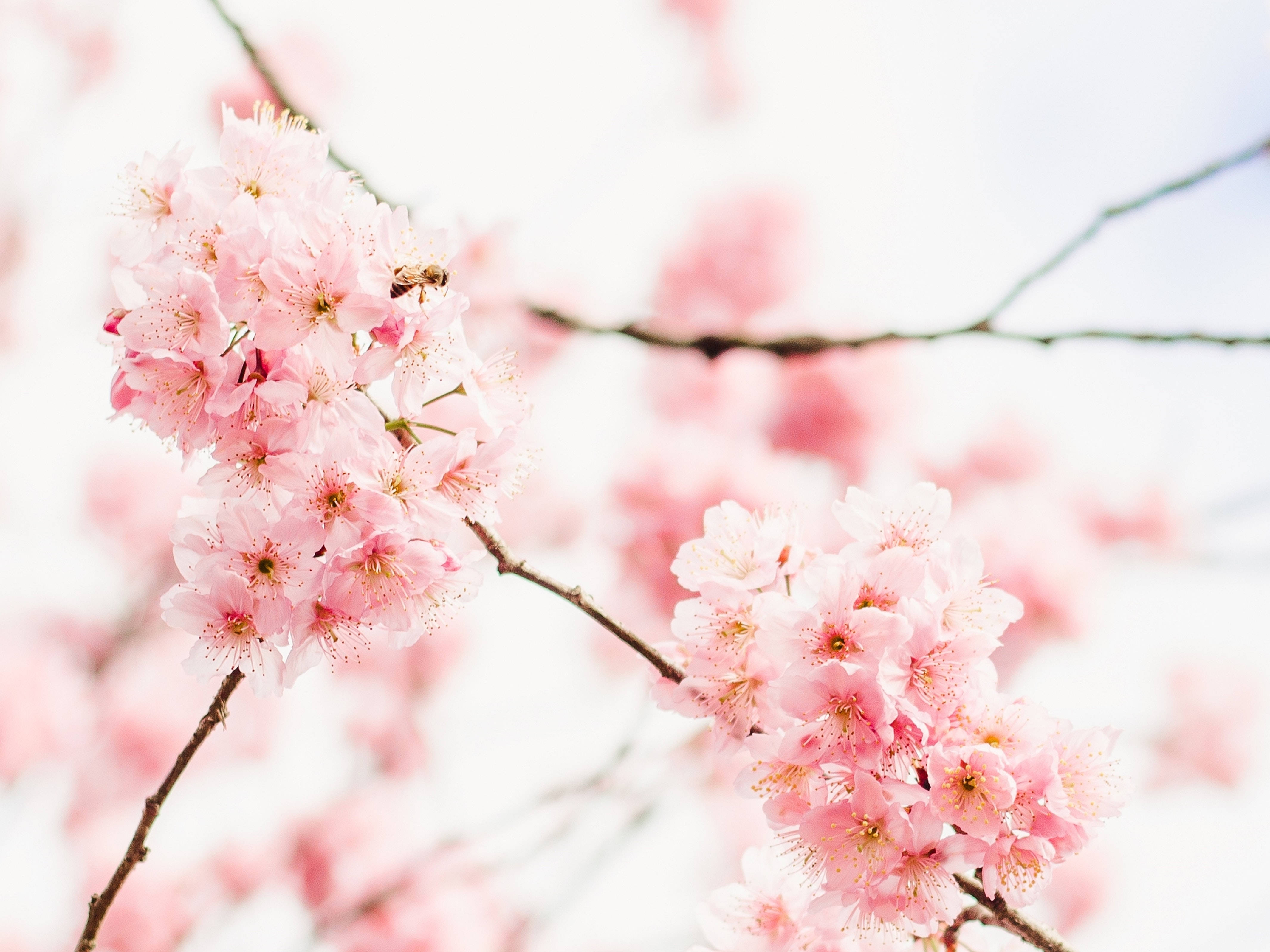 Mizani ya Kompyuta ya Miti ya Sakura Picha ya Ukuta