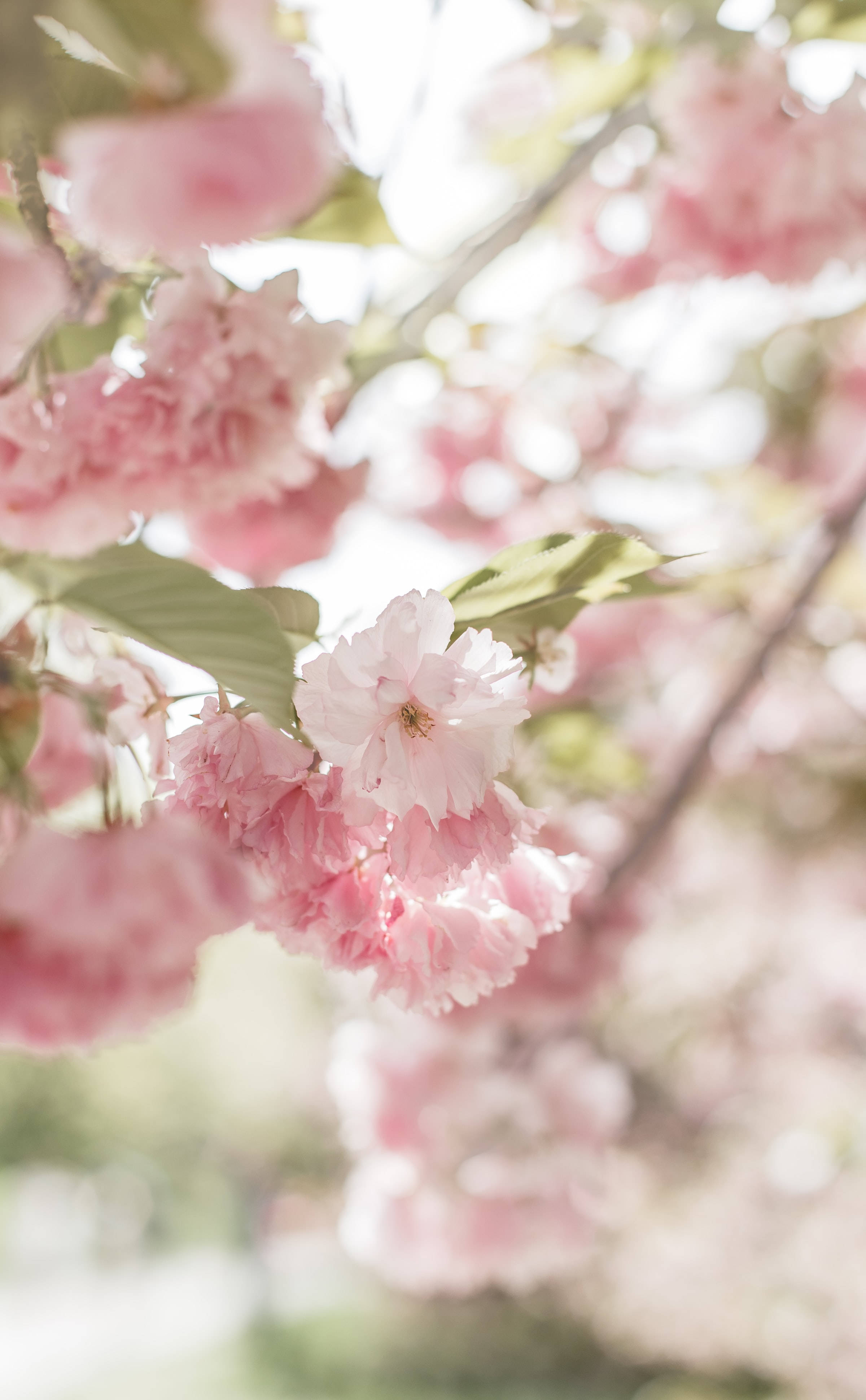 Mizizi ya Sakura ya Pinki ya Kuchumbua na Kuchumbua Picha ya Ukuta