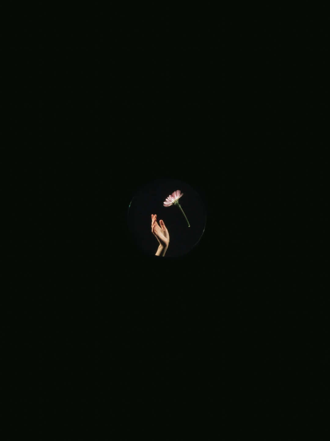 Mkono na Maua Pixel 3XL AMOLED Background Picha ya Ukuta