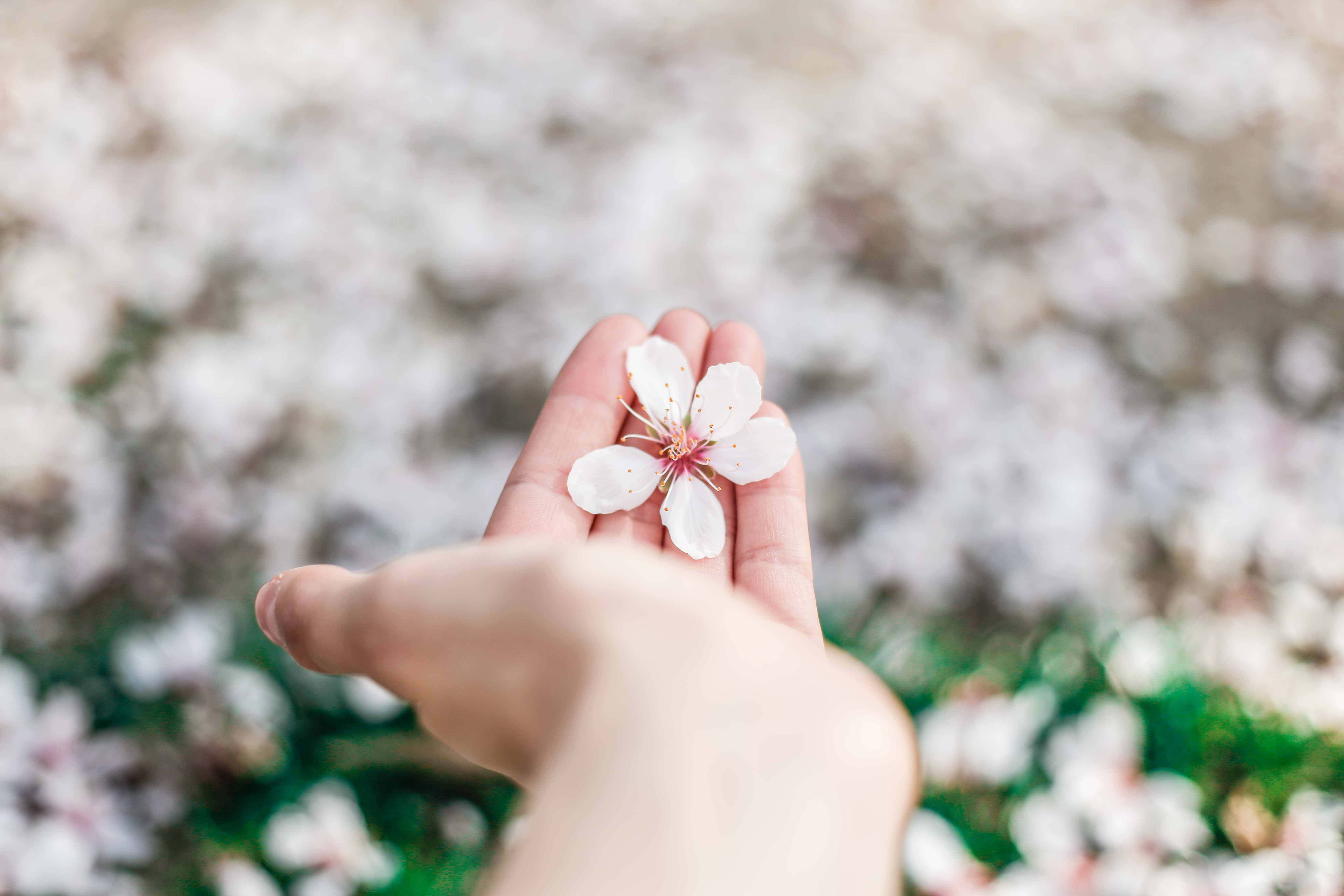 Mkono Unayohold Spring Flower Iliyofall Picha ya Ukuta