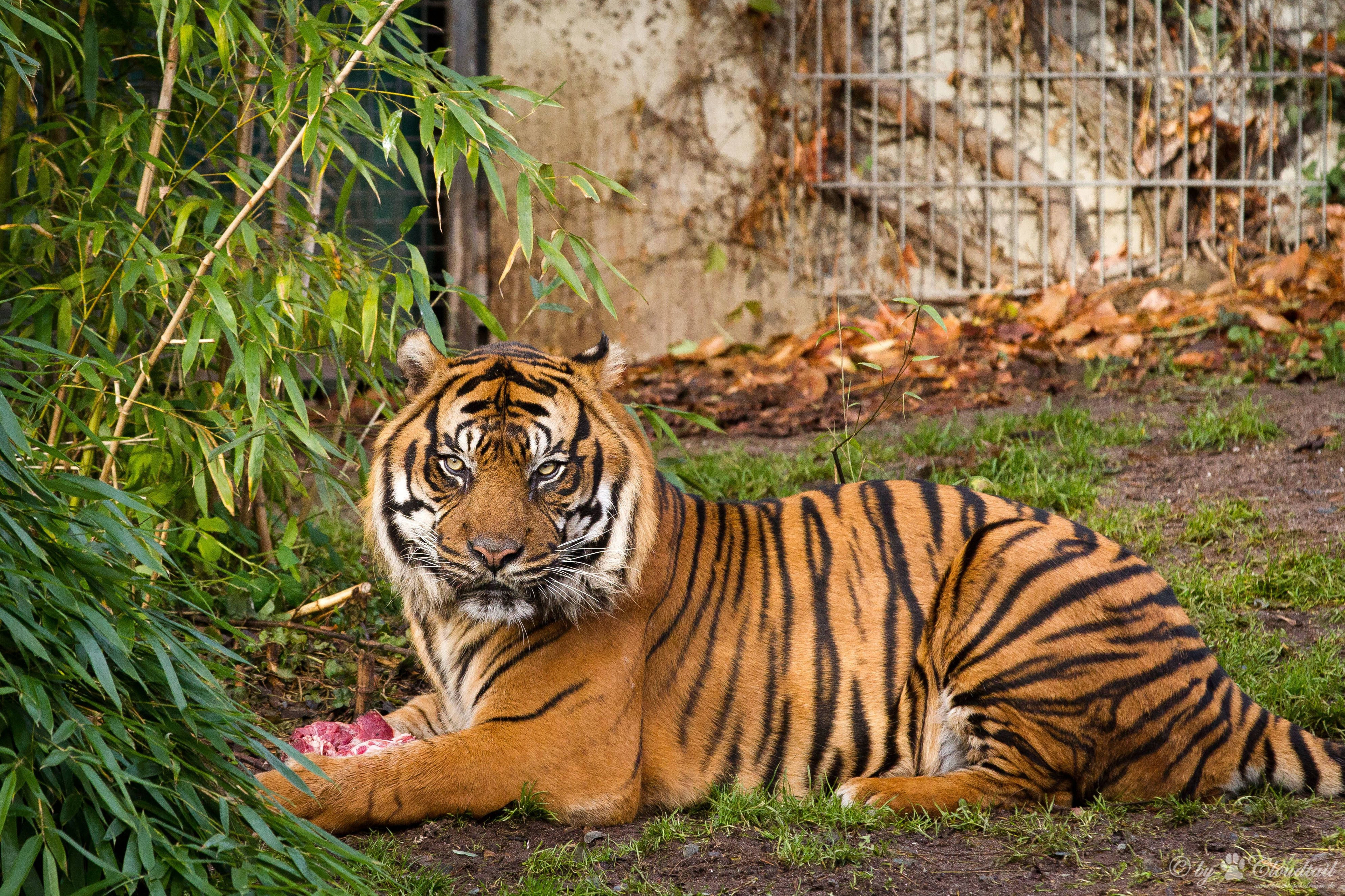Mlanyama Mwindaji wa 8K Tiger UHD Picha ya Ukuta