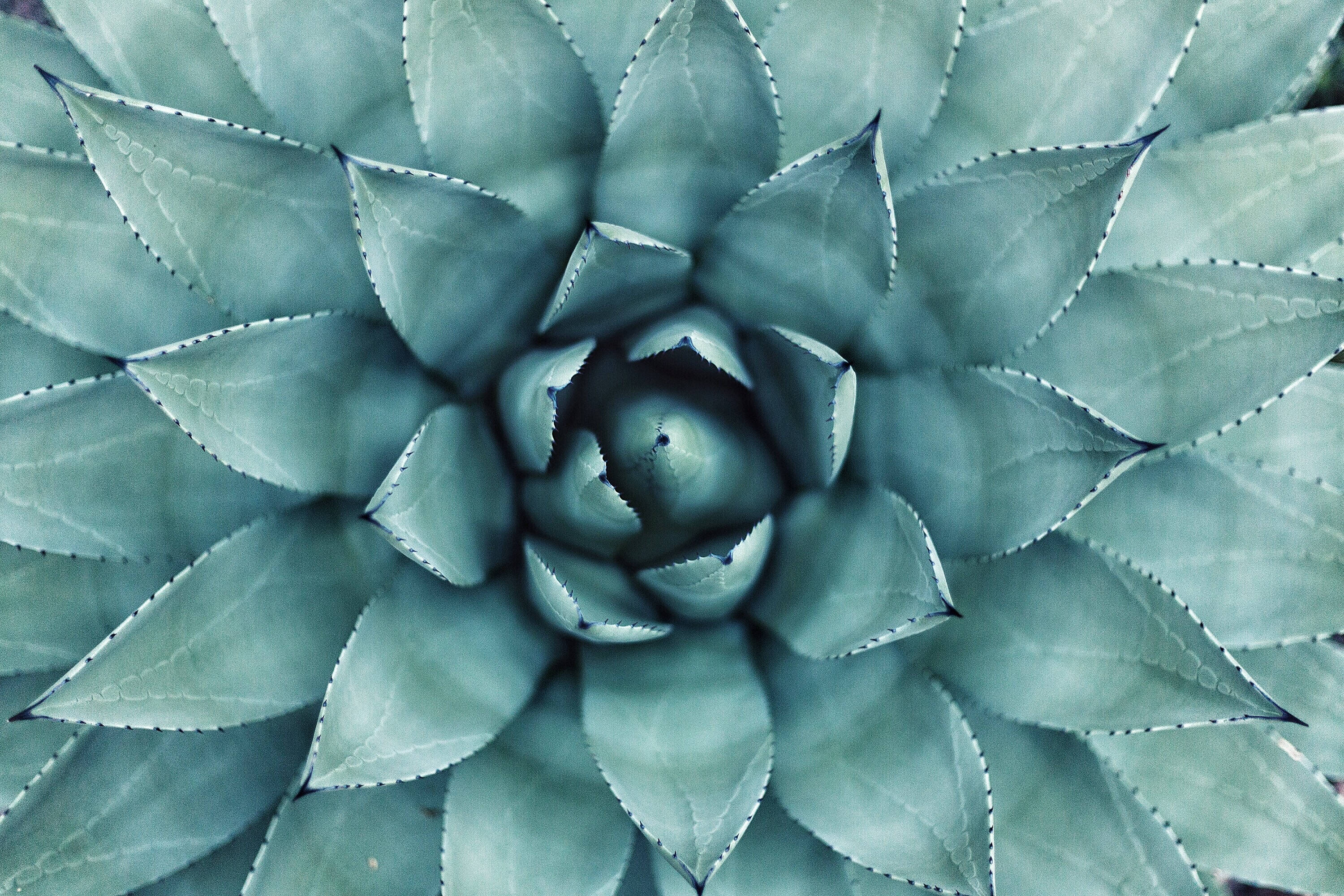 Mmea wa Succulent wa Rangi ya Teal Picha ya Ukuta