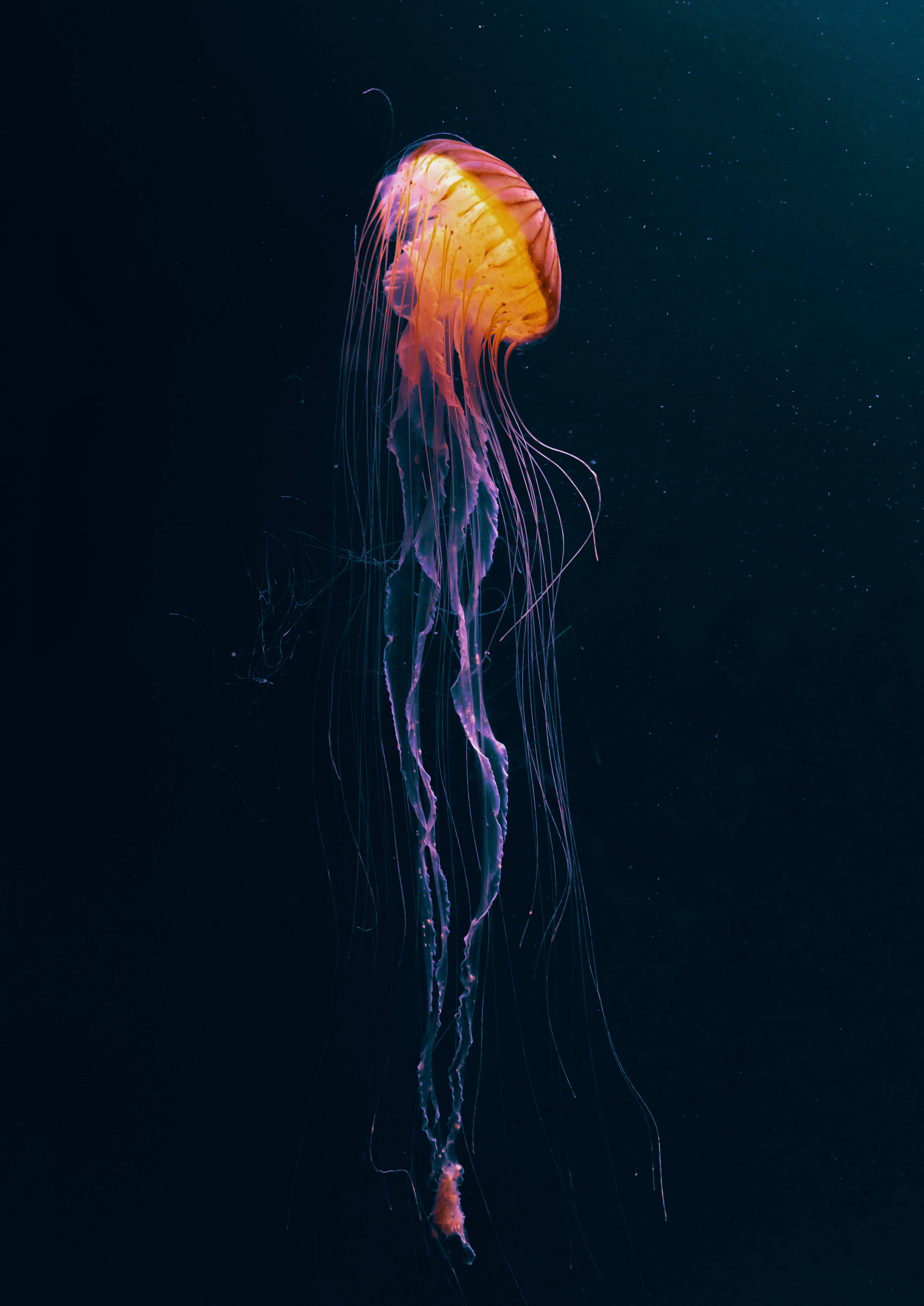 Glowing Underwater Creature Dark Anime Picha ya Ukuta
