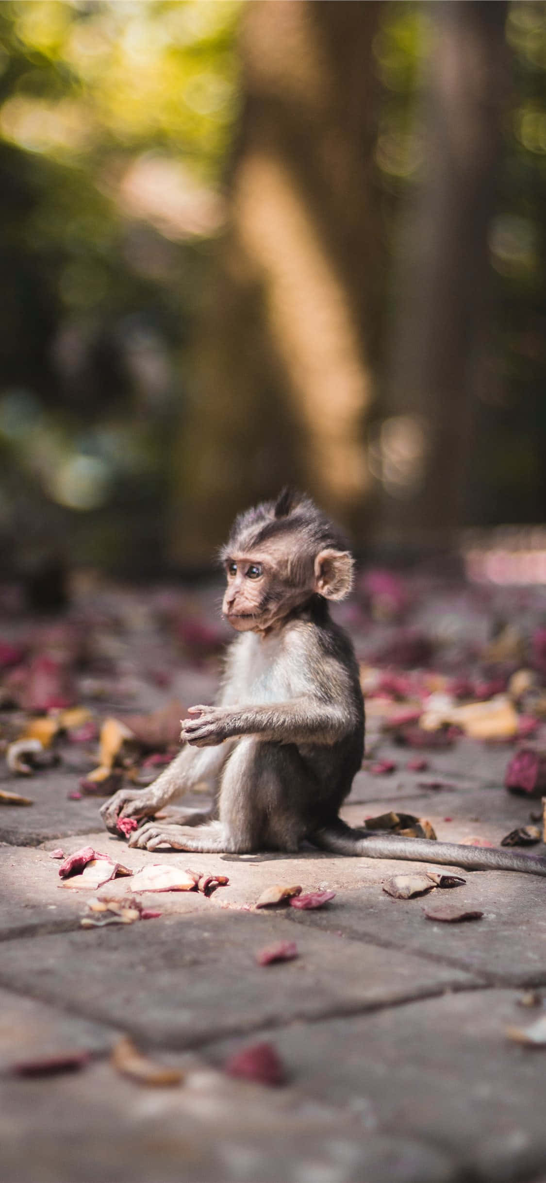 Monkey Mdogo Mzuri na Mwonekano wa Kukubali Picha ya Ukuta