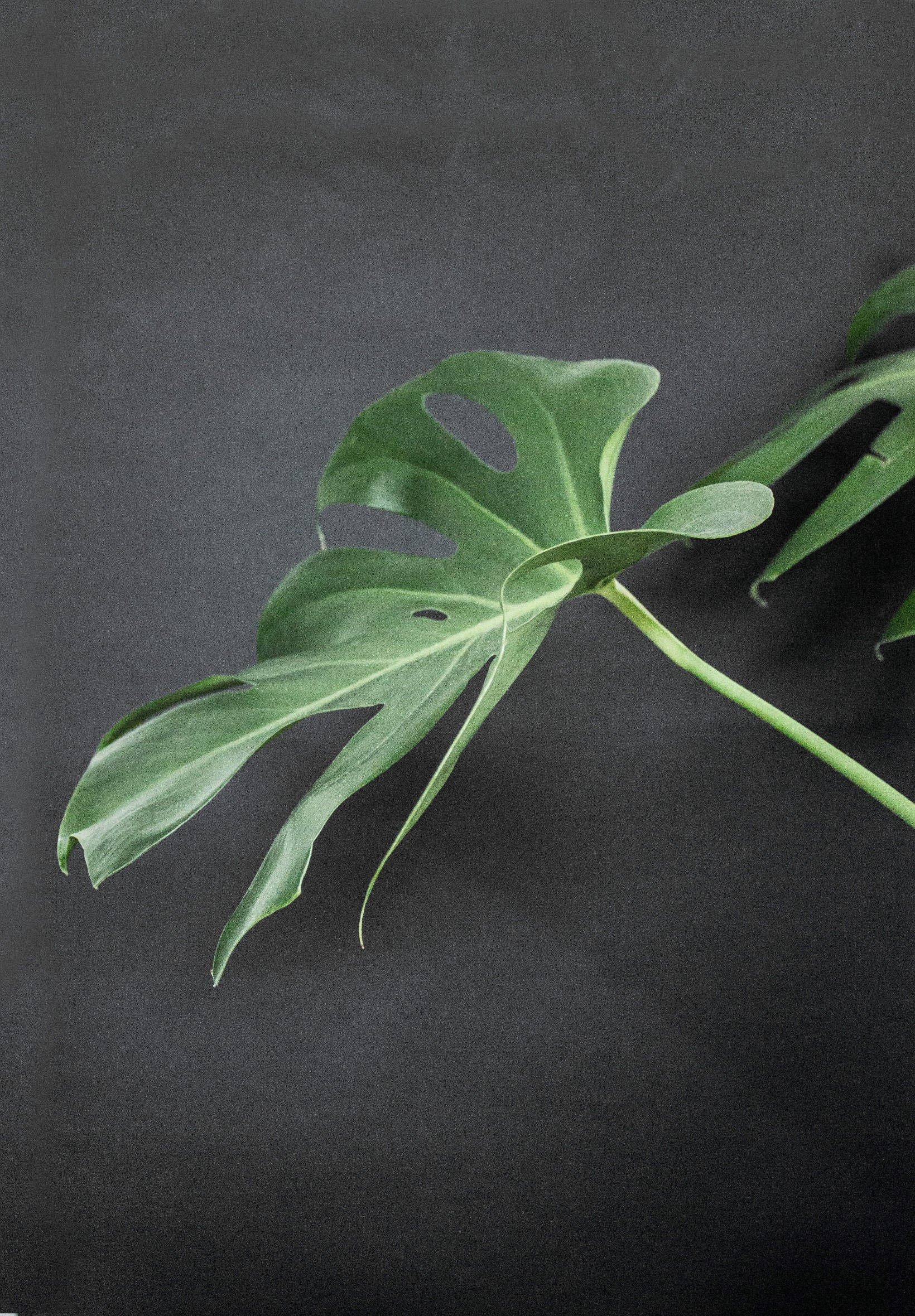 Monstera On Black Surface Picha ya Ukuta