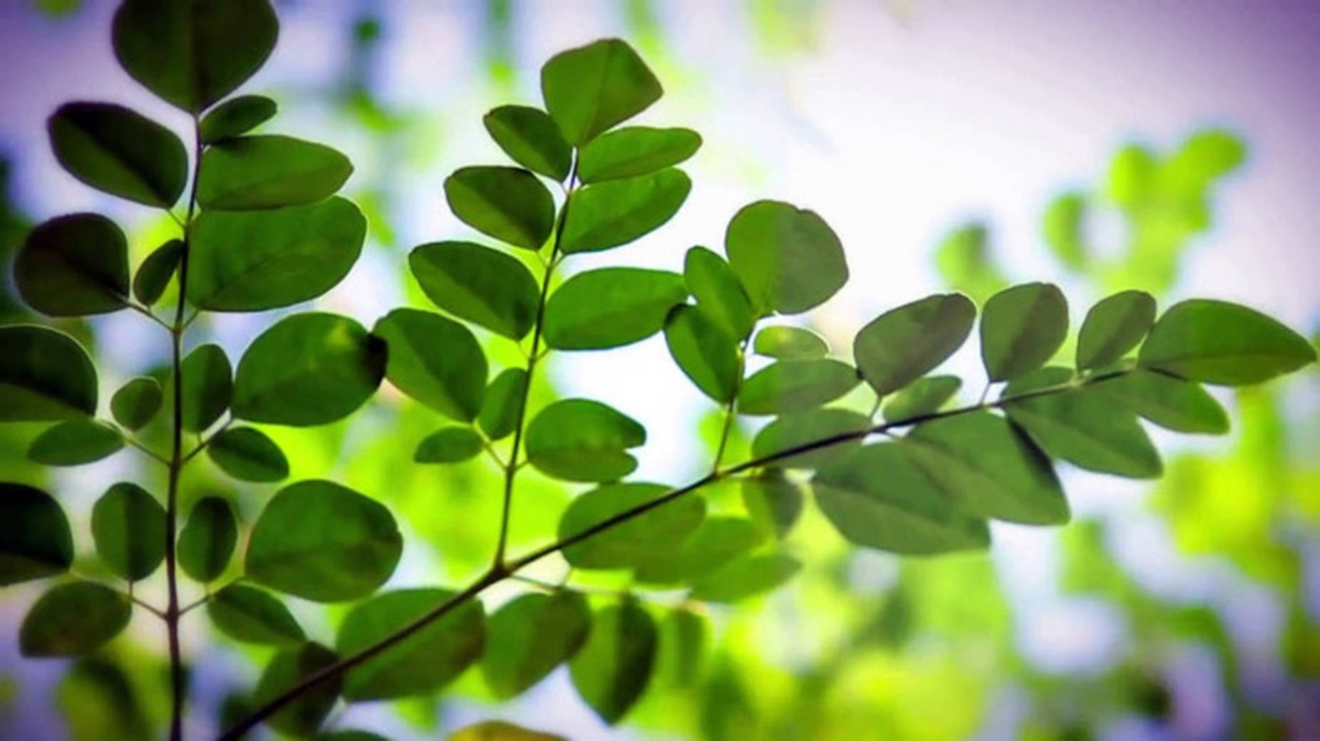 Moringa Oleifera Inayokua - Muujiza Bora ya Dawa ya Asili Picha ya Ukuta