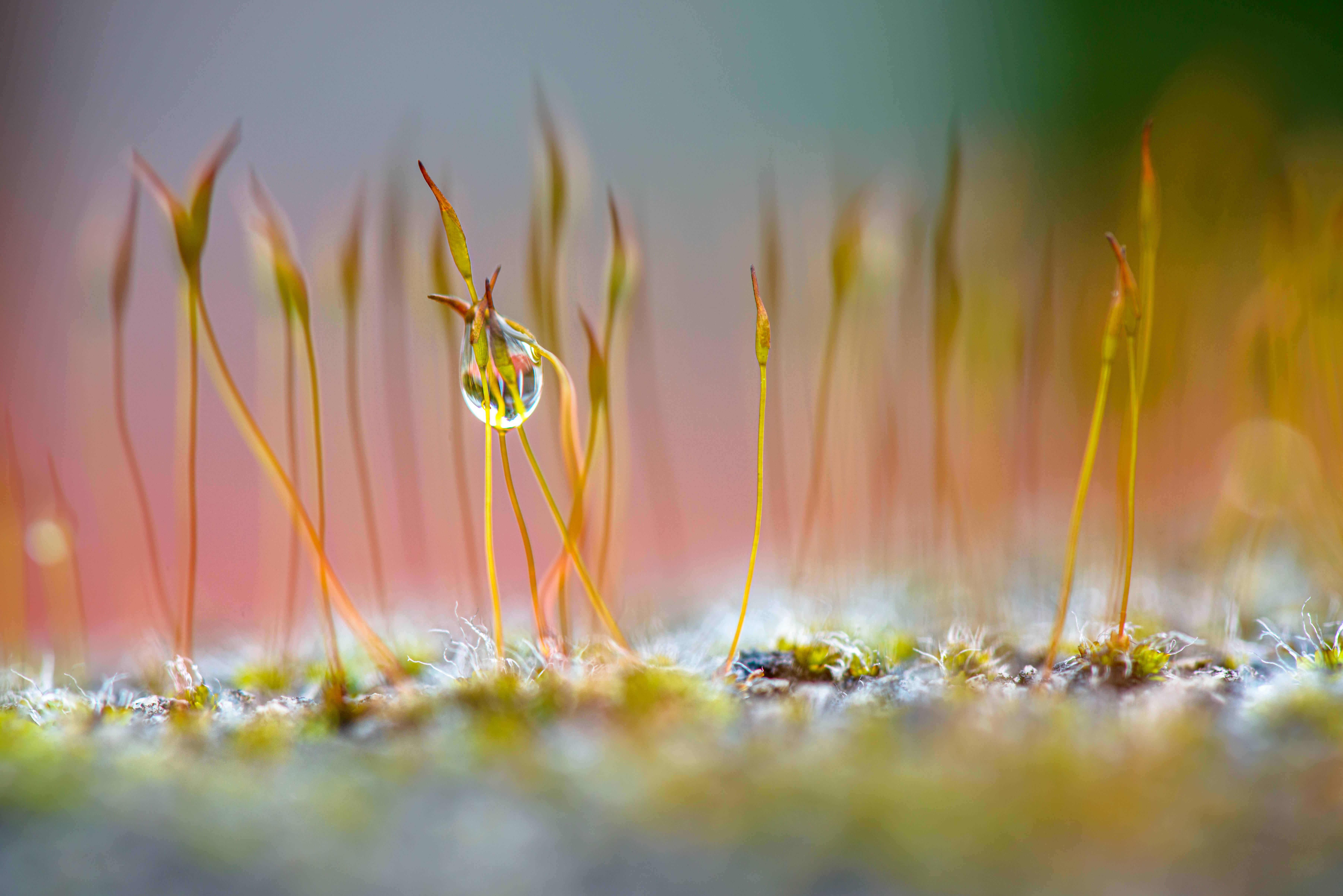 Morning Dew in a Meadow Picha ya Ukuta