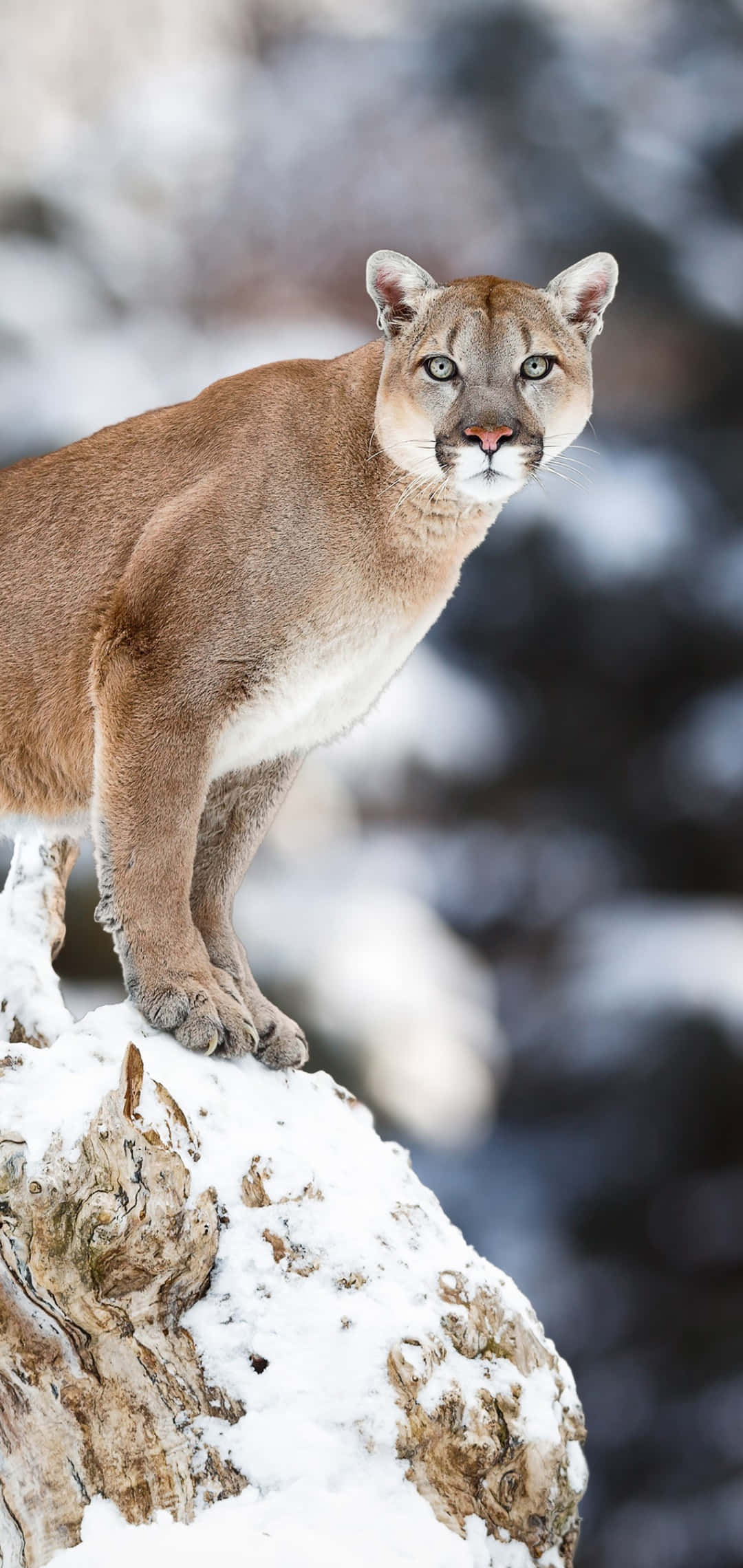 Mountain Lion On Cliff Picture Picha ya Ukuta