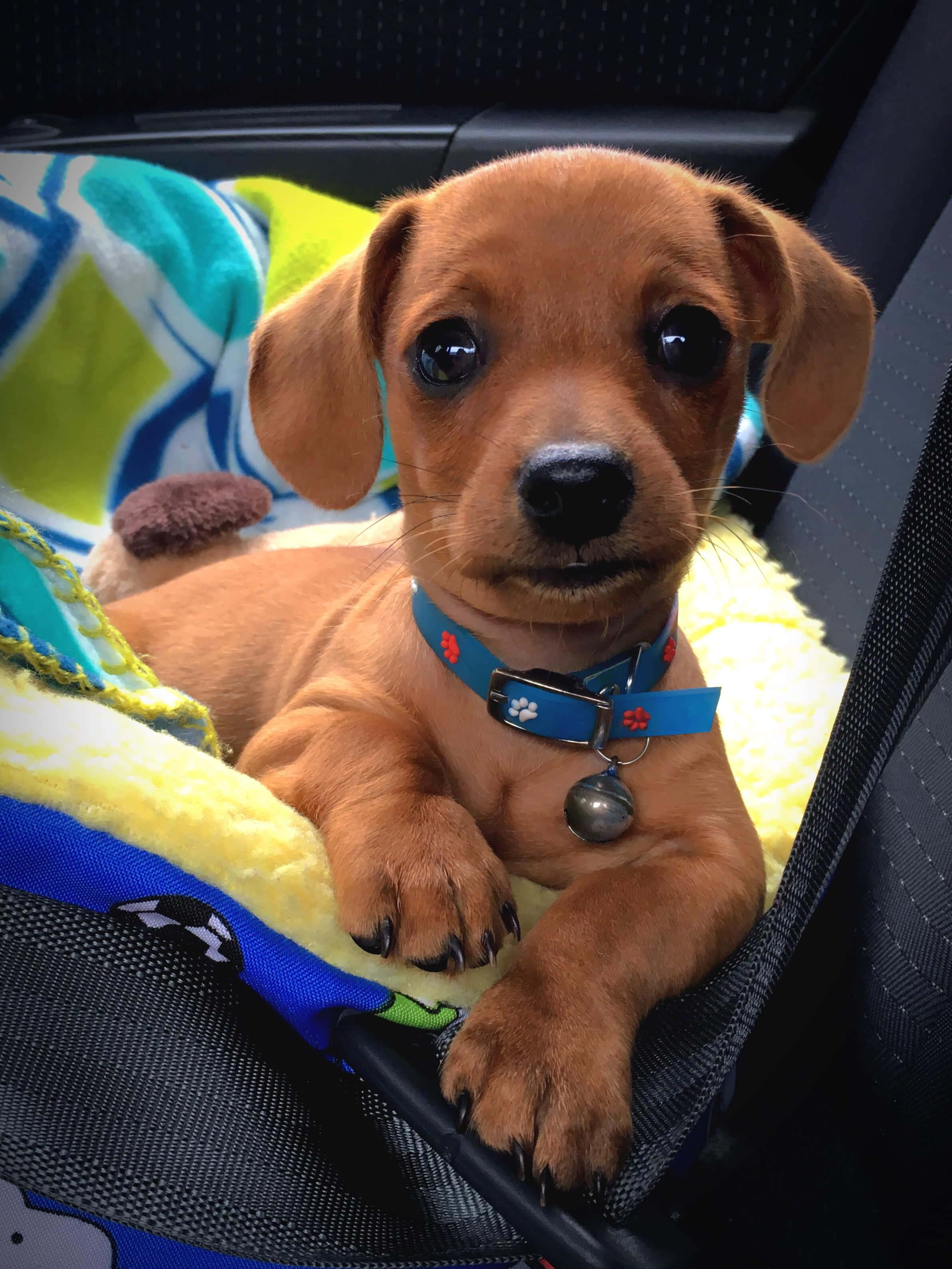 Mpaka wa Dachshund wa Kipekee Picha ya Ukuta