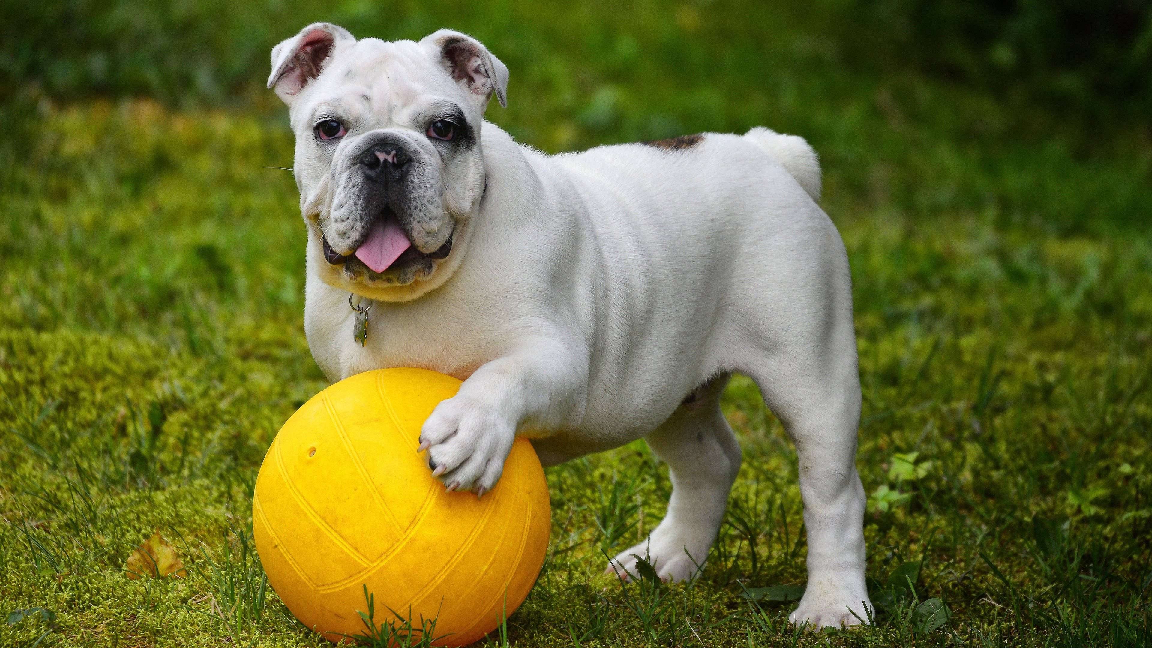 Mpira wa Bulldog wa Kiingereza Picha ya Ukuta