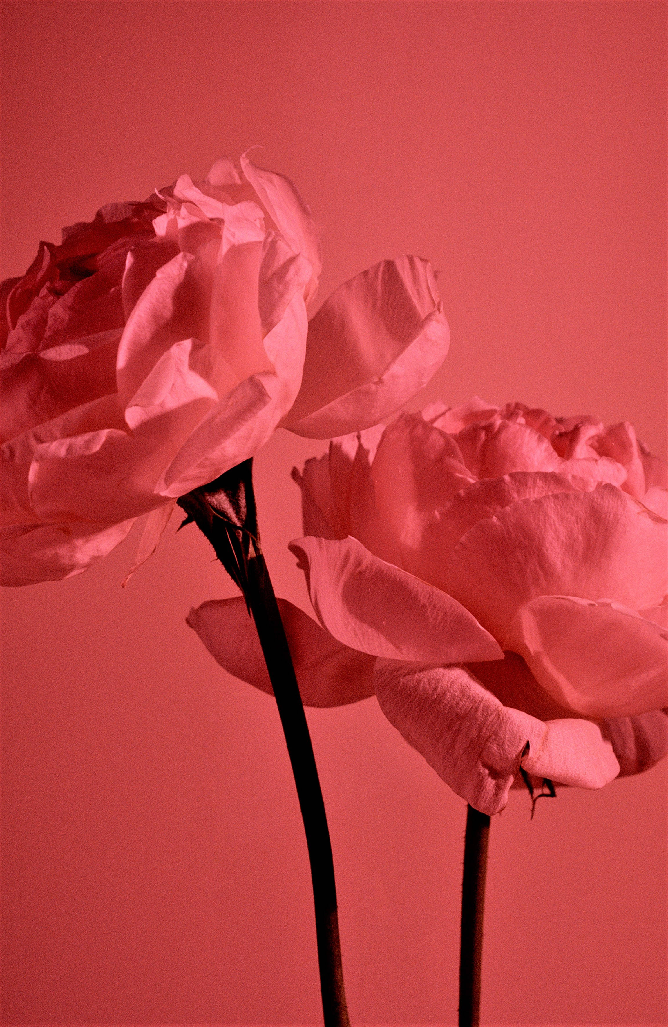 Mrembo Nyekundu Pastel Roses za Bustani Picha ya Ukuta