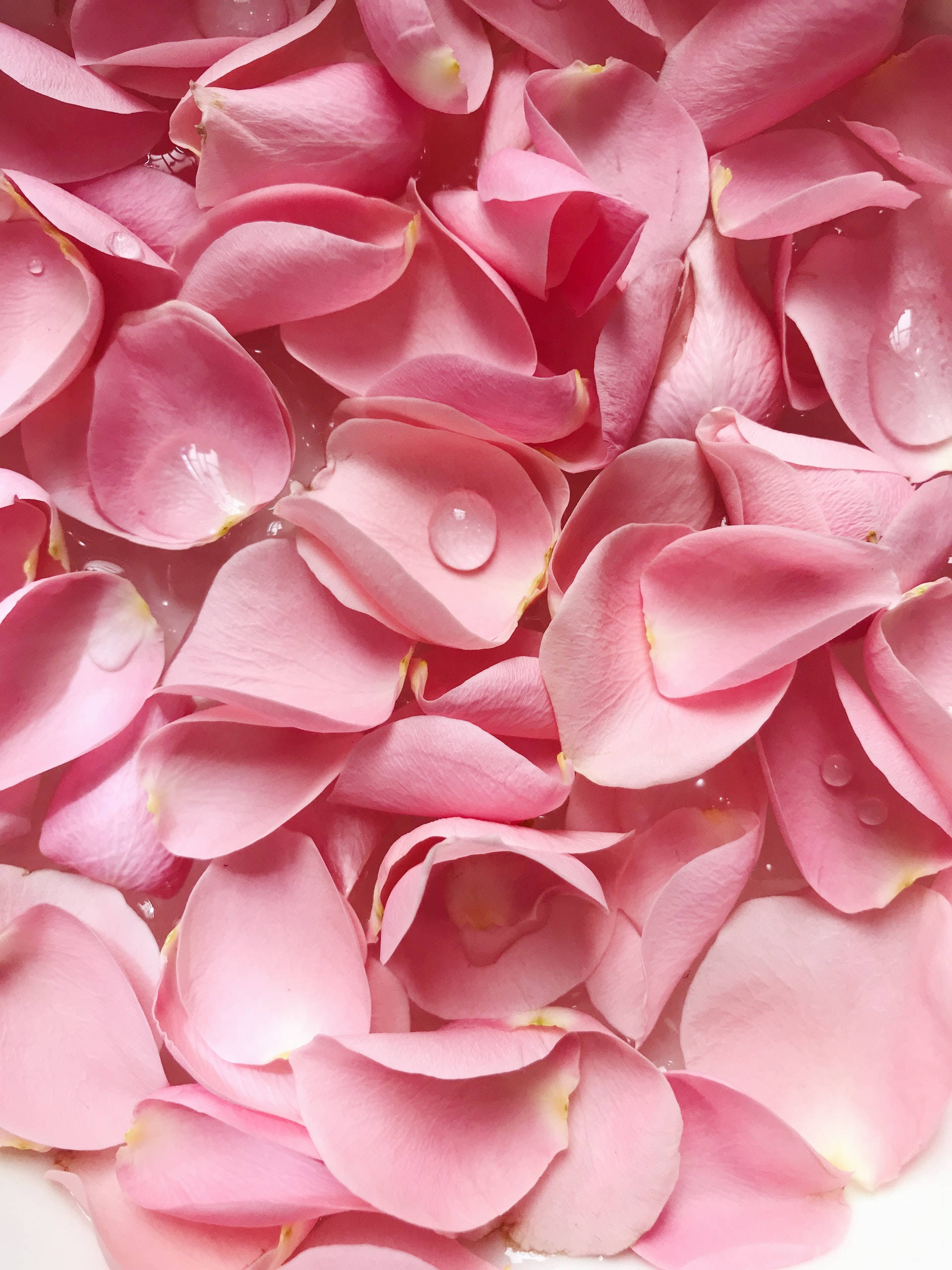 Mrembo wa Petali za Waridi za Pink Picha ya Ukuta