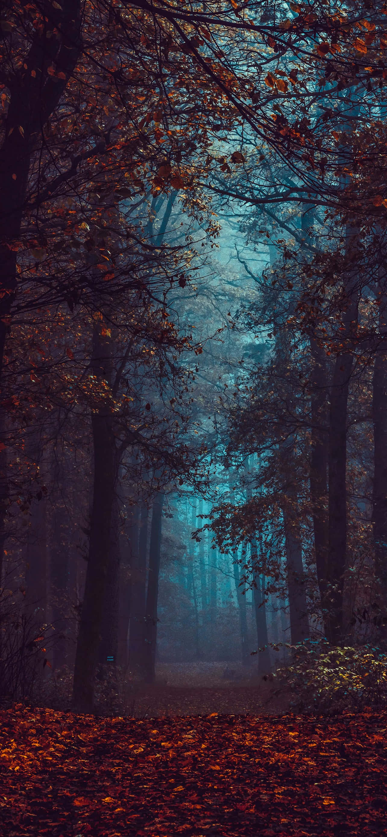 iPhone Fall Aesthetic Dark Forest Orange Leaves Picha ya Ukuta
