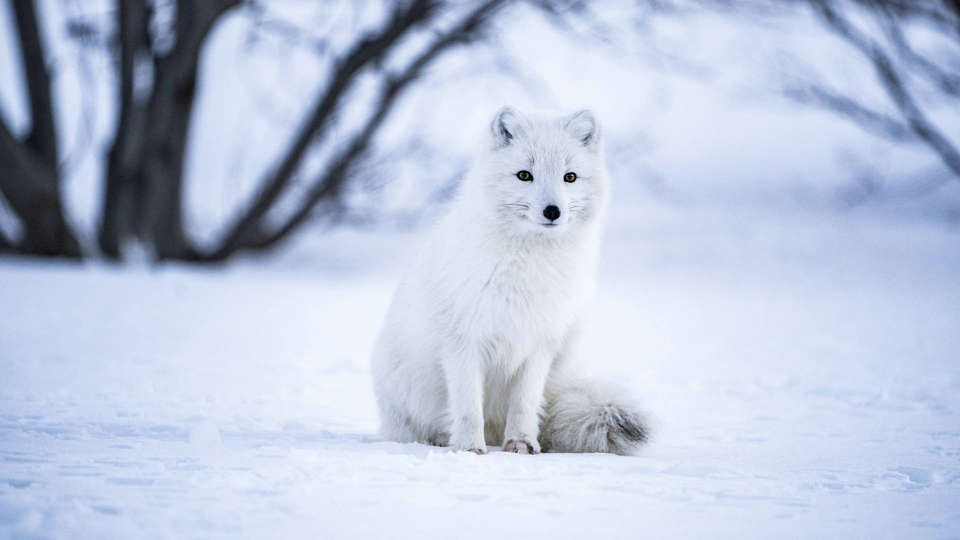 Msimu wa Baridi Aesthetic Arctic Fox Picha ya Ukuta