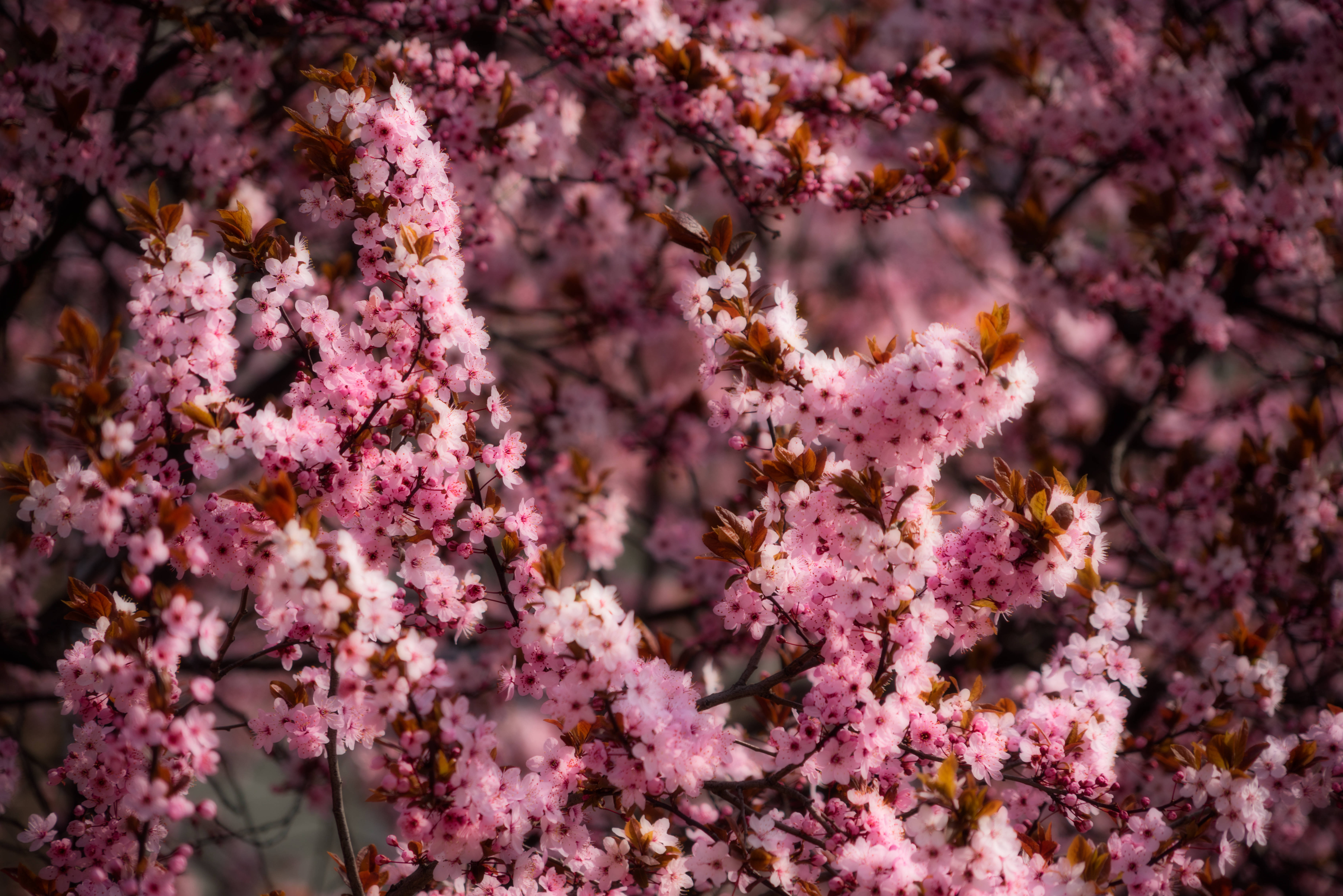 Msimu wa Cherry Blossom Pink Picha ya Ukuta
