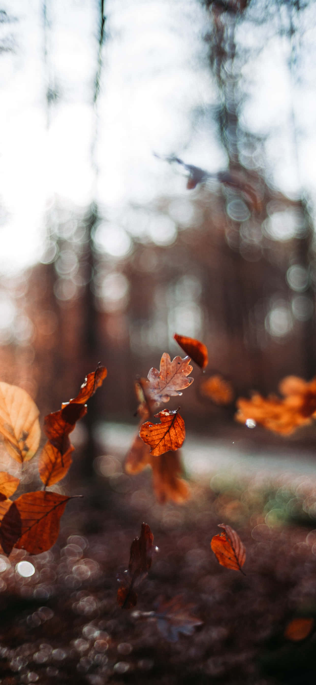 iPhone Fall Aesthetic Falling Leaves Captured Picha ya Ukuta