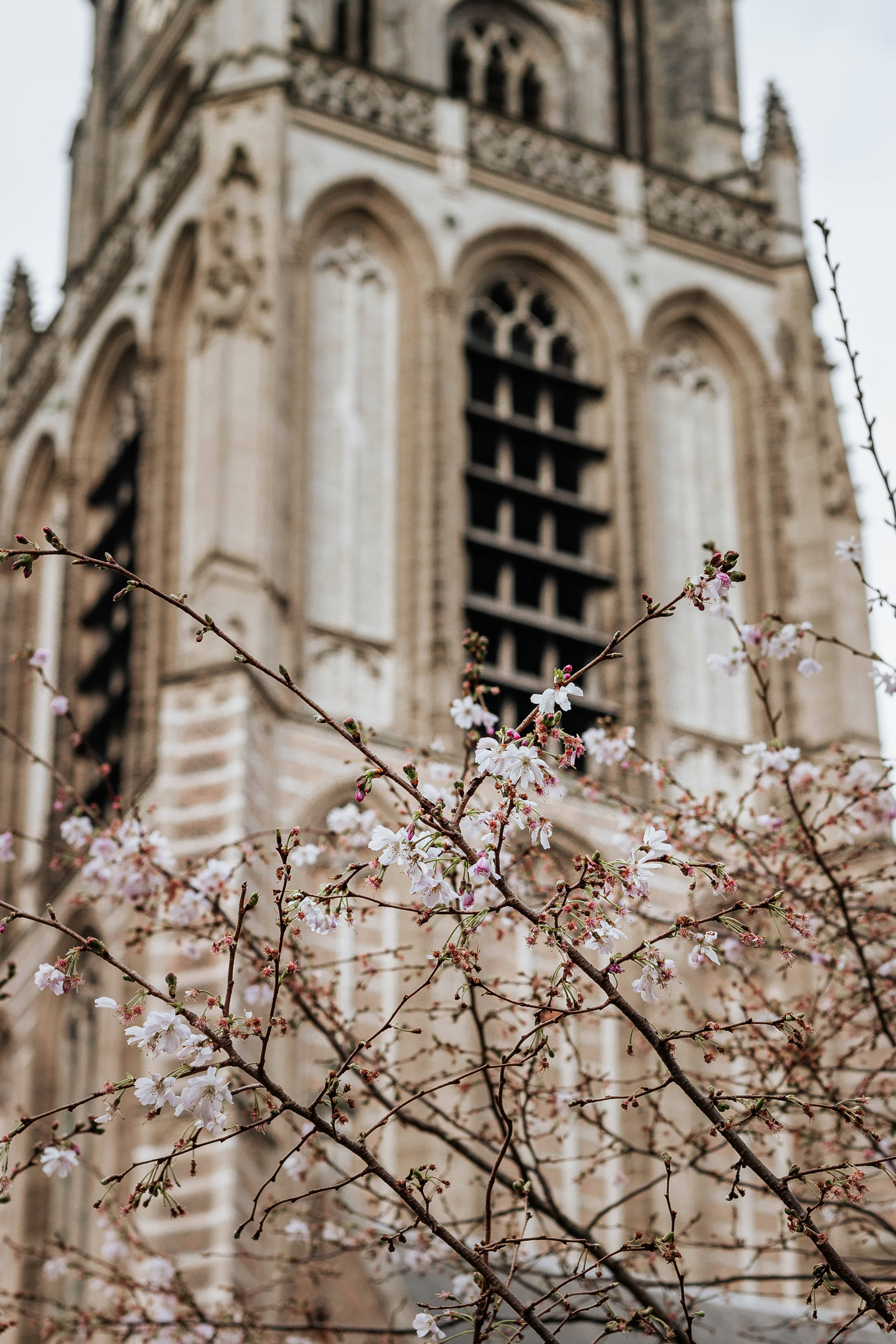 Msimu wa Spring Aesthetic Picha ya Ukuta