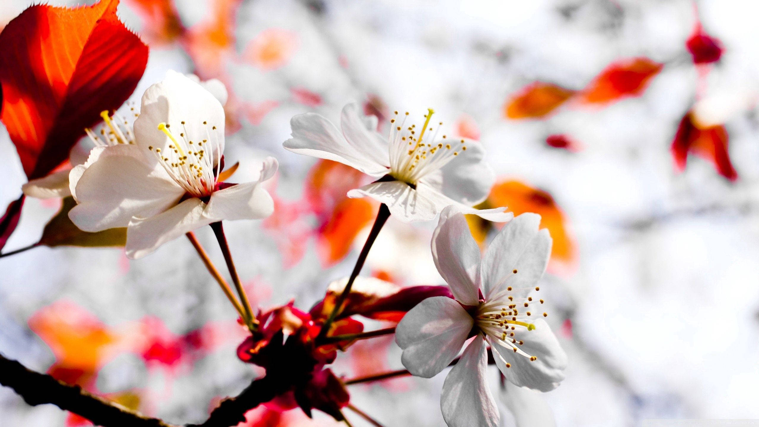 Msimu wa Spring Flowers Nyeupe Zilizomwaga Picha ya Ukuta