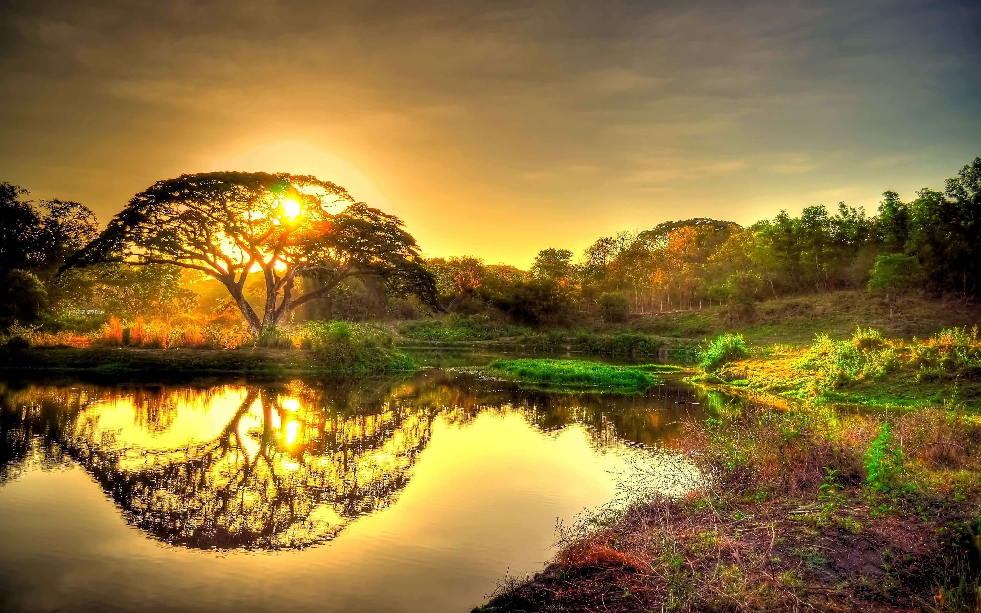 Mti Machweo ya Dhahabu 4K Ultra HD Mandhari Picha ya Ukuta