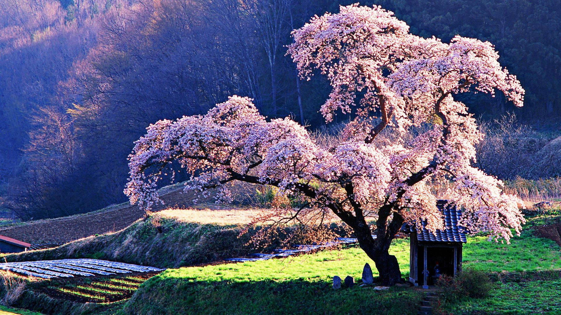 Mti Mkubwa Wa Cherry Blossom Picha ya Ukuta