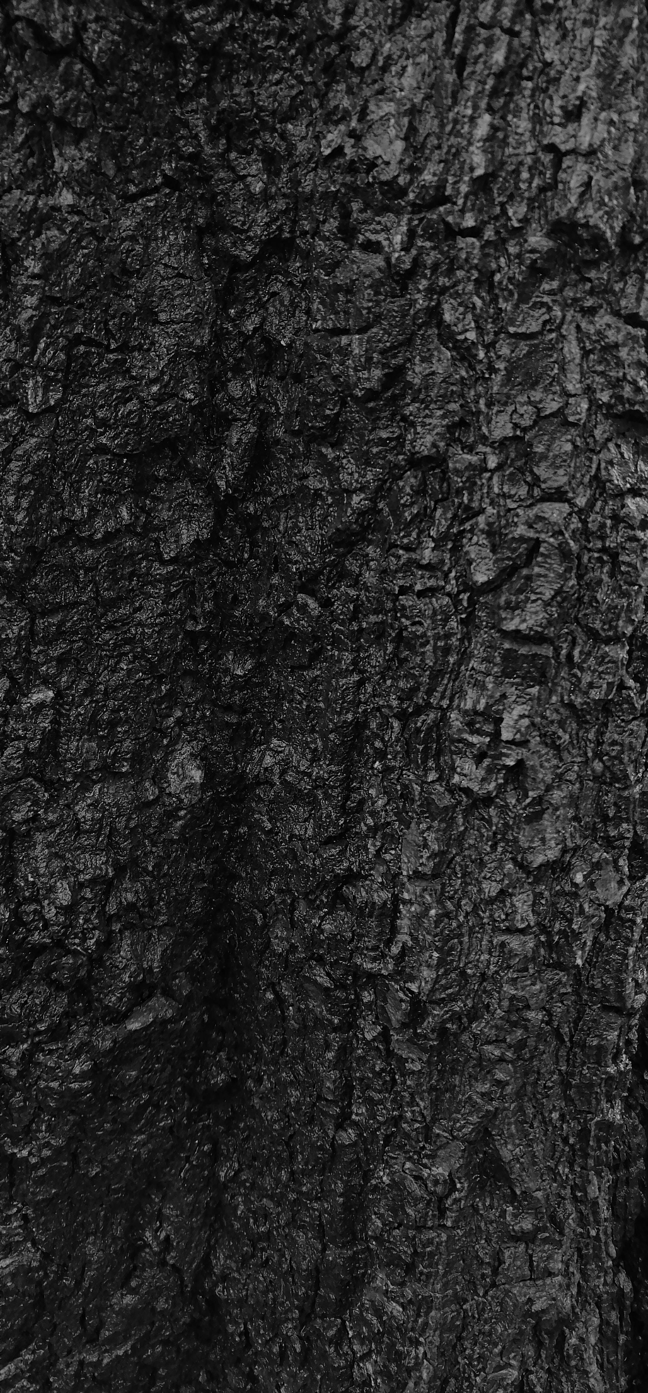 Black-Textured Tree Bark Picha ya Ukuta