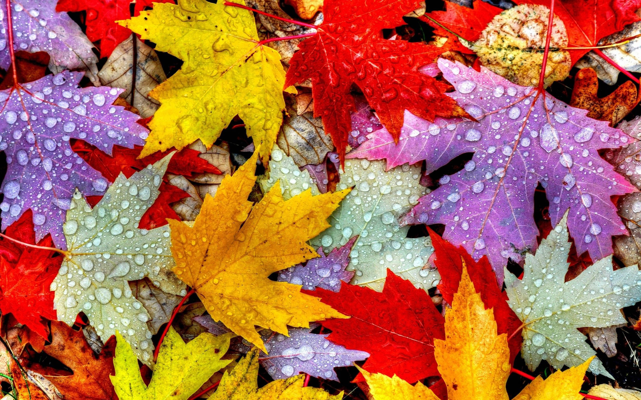 Mti wa Autumn Rangi Picha ya Ukuta