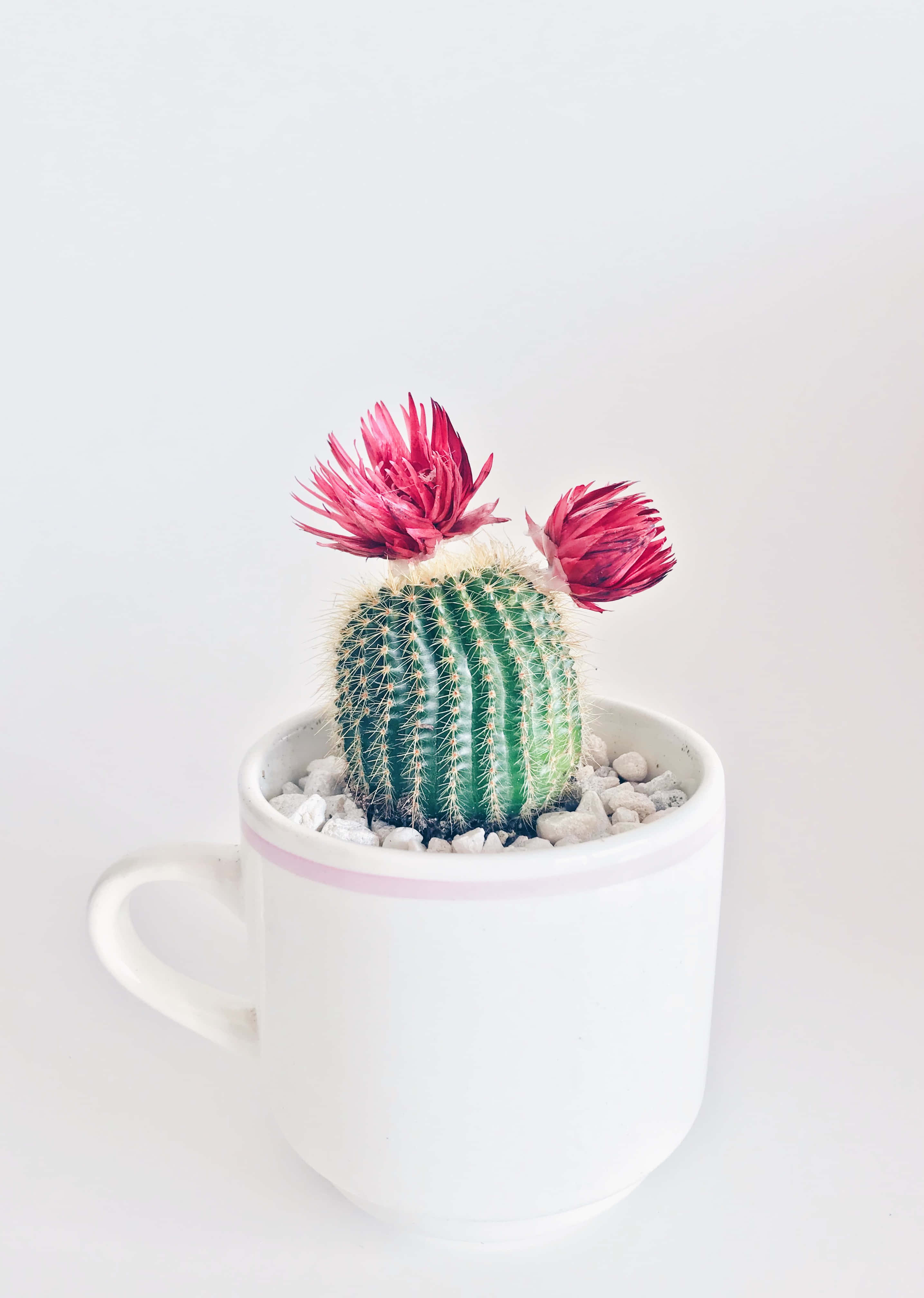 Mti wa Cactus Katika Kikombe Picha ya Ukuta