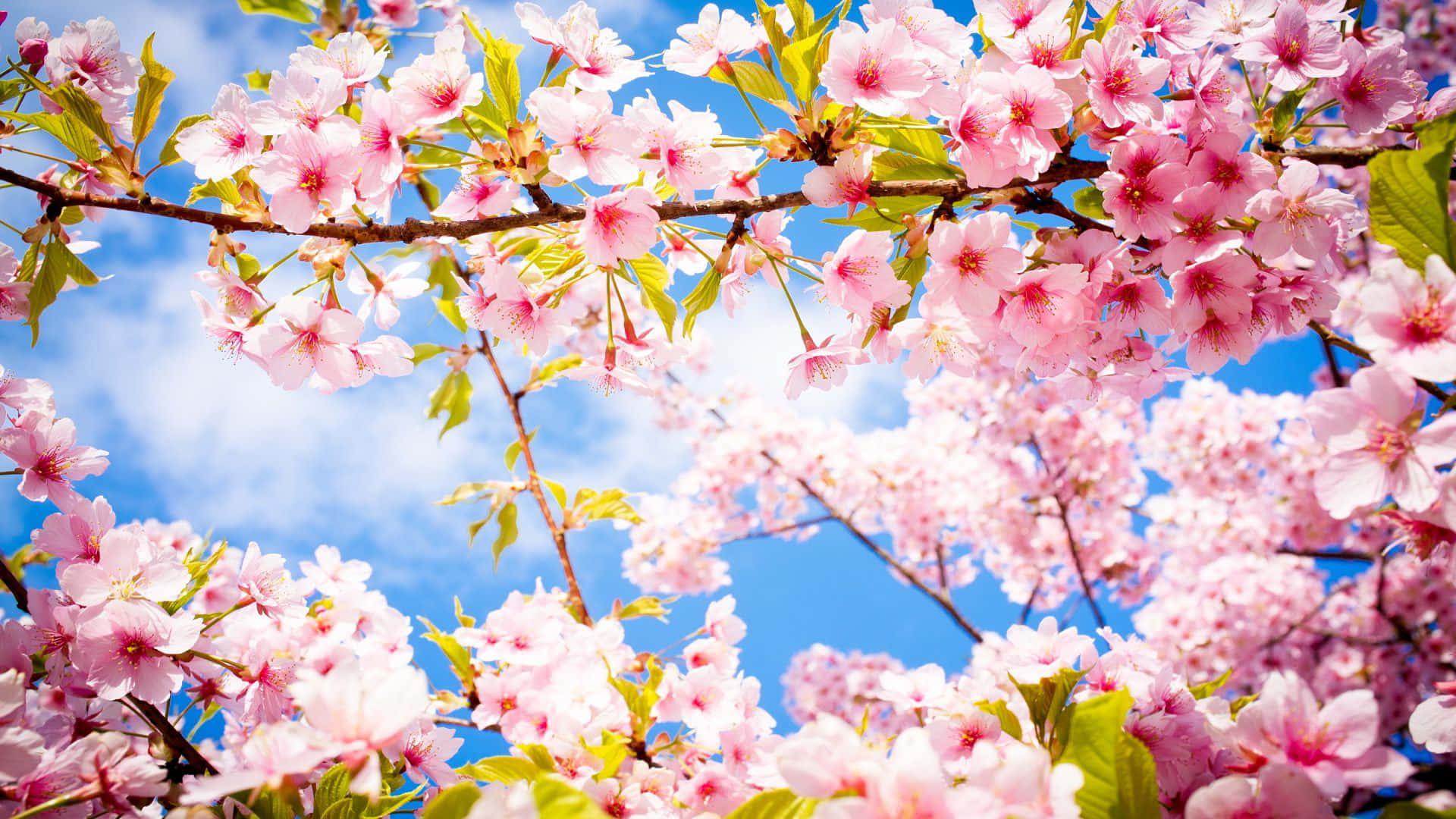 Mti wa Cherry Blossom Majani Anga Picha ya Ukuta