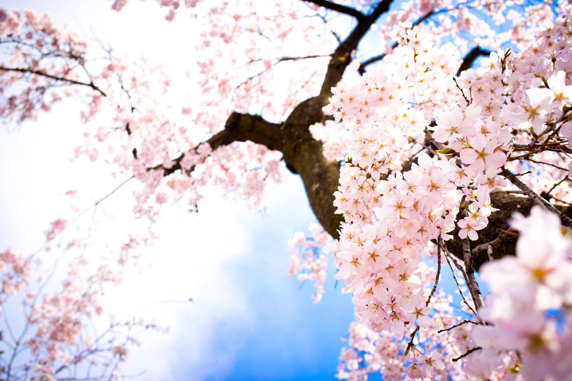 Mti Wa Cherry Blossom Umechanua Kikamilifu Picha ya Ukuta