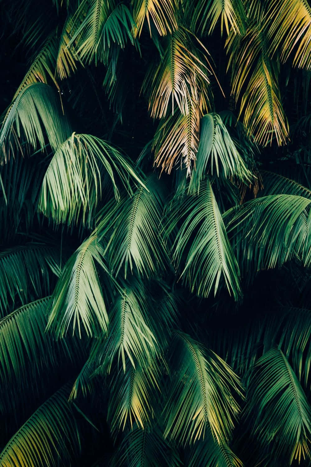 Mti wa Kijani wa Palm Aesthetic Picha ya Ukuta