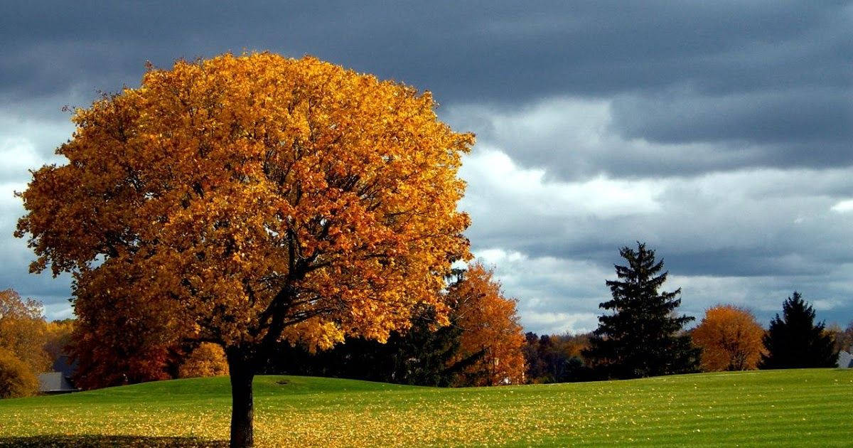 Mti wa Majani ya Machungwa wa Autumn Skrini Kamili ya Kompyuta HD Picha ya Ukuta