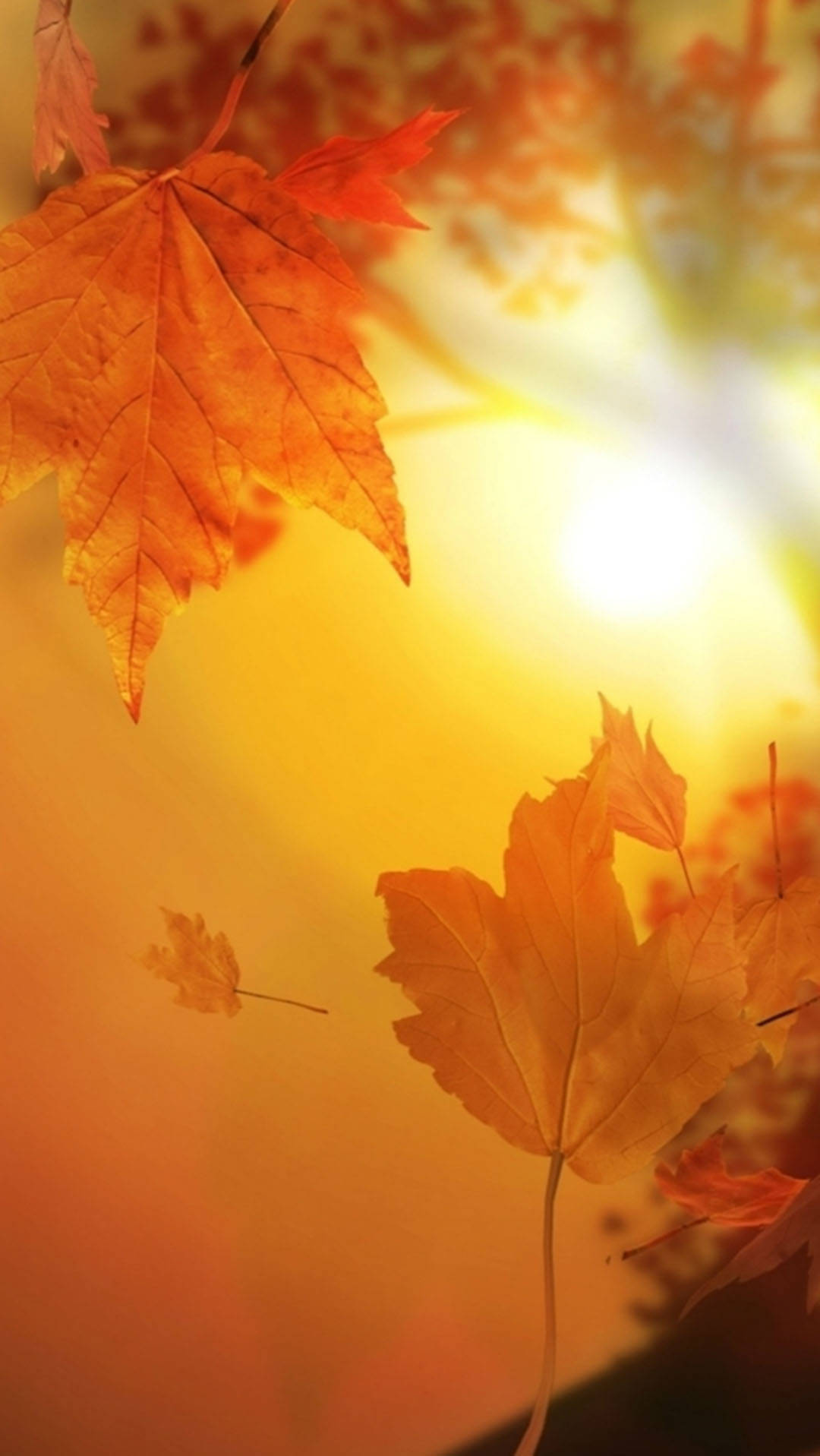 Mti wa Maple wa Majira ya Autumn unaoelea kwenye iPhone Picha ya Ukuta