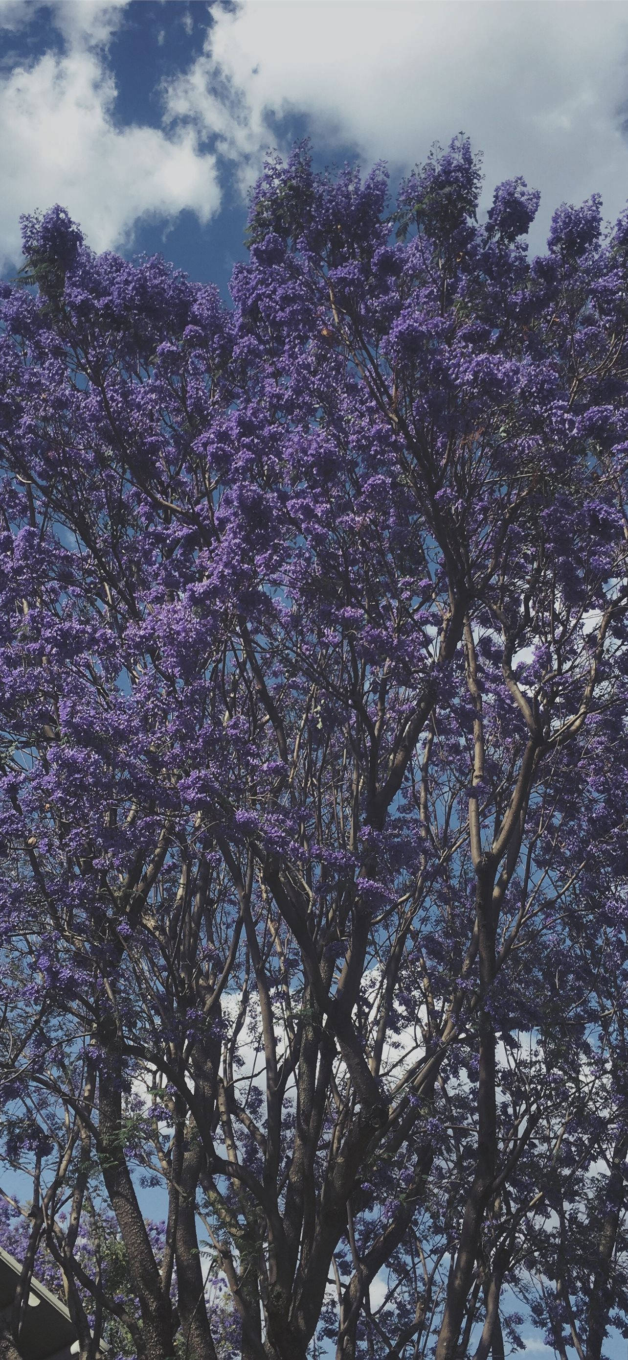 Mti wa Purple Mzuri Picha ya Ukuta