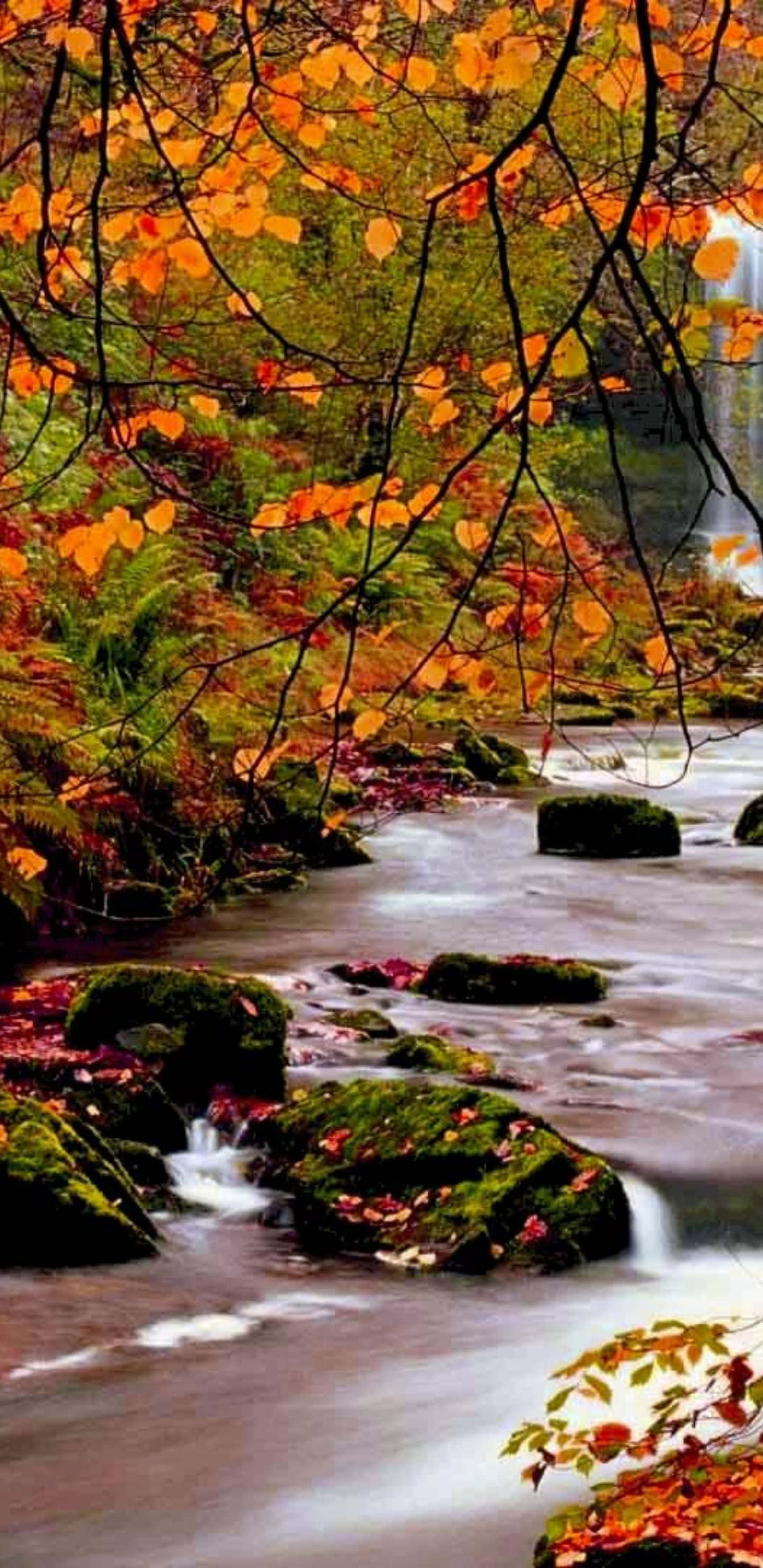 Mto katika Msitu wa Autumn kwa Pixel 3xl Picha ya Ukuta
