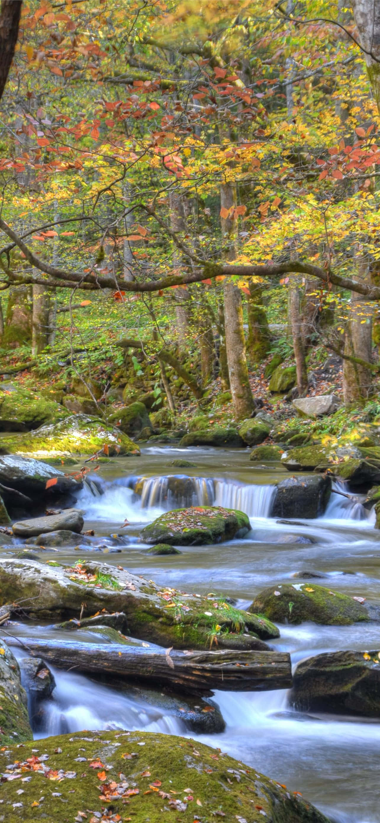 Great Smoky Mountains National Park River Rocky Picha ya Ukuta