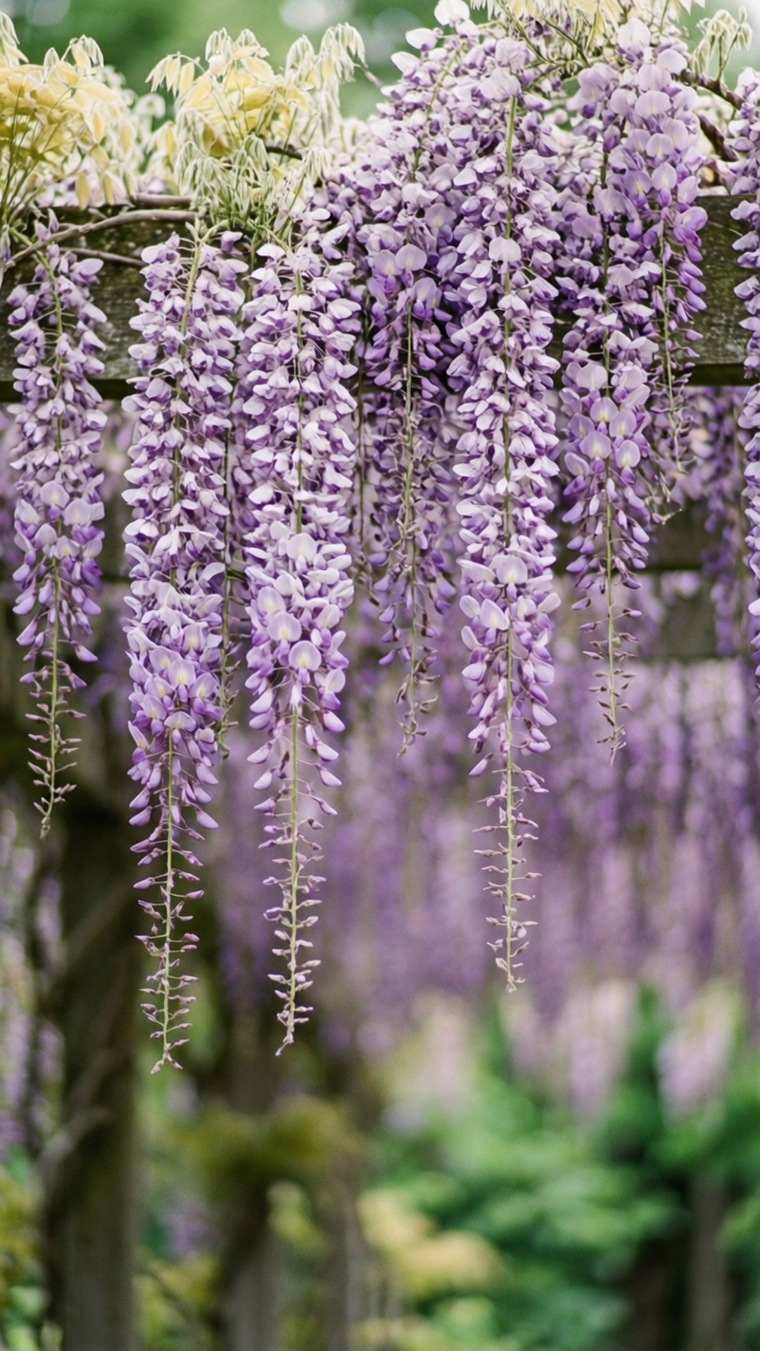 Mto wa Wisteria wa Kimasomaso Picha ya Ukuta
