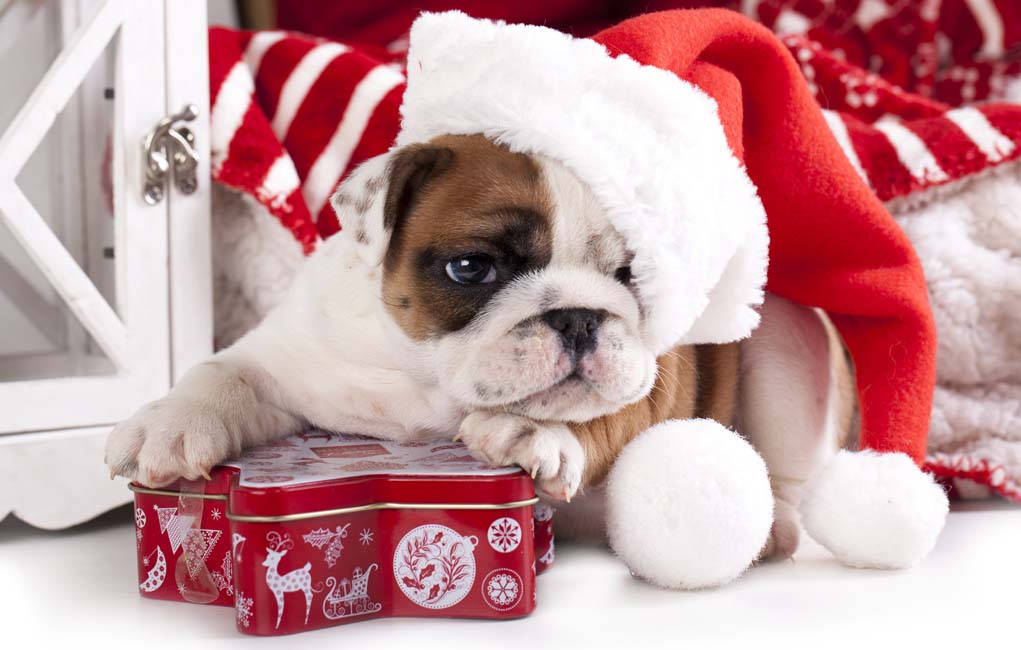 Mtoto wa Bulldog Zawadi ya Krismasi Picha ya Ukuta