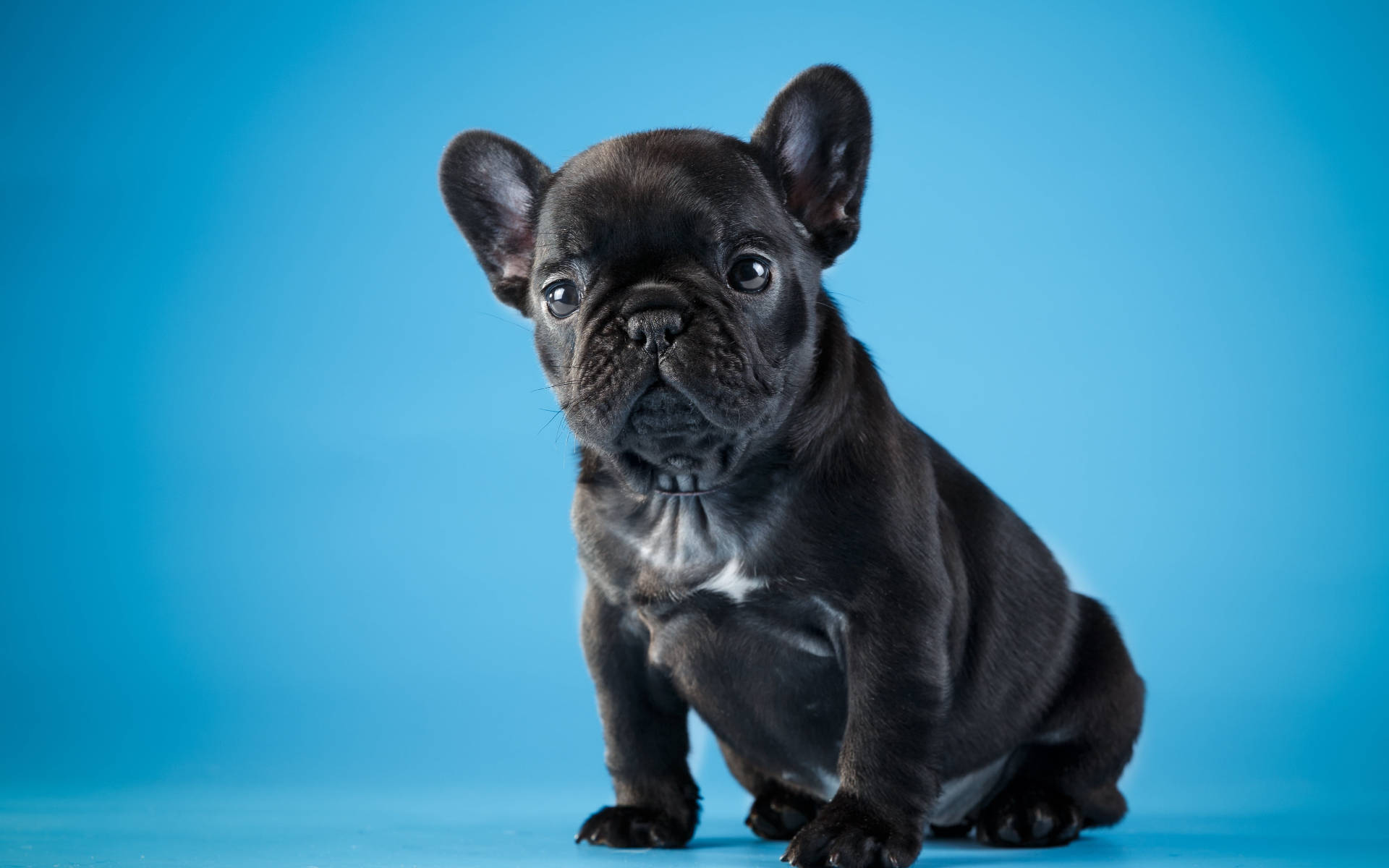 Mtoto wa Bulldog Mweusi Mzuri Picha ya Ukuta
