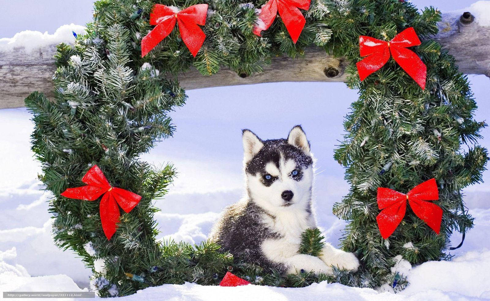 Mtoto wa Husky na Taji Picha ya Ukuta
