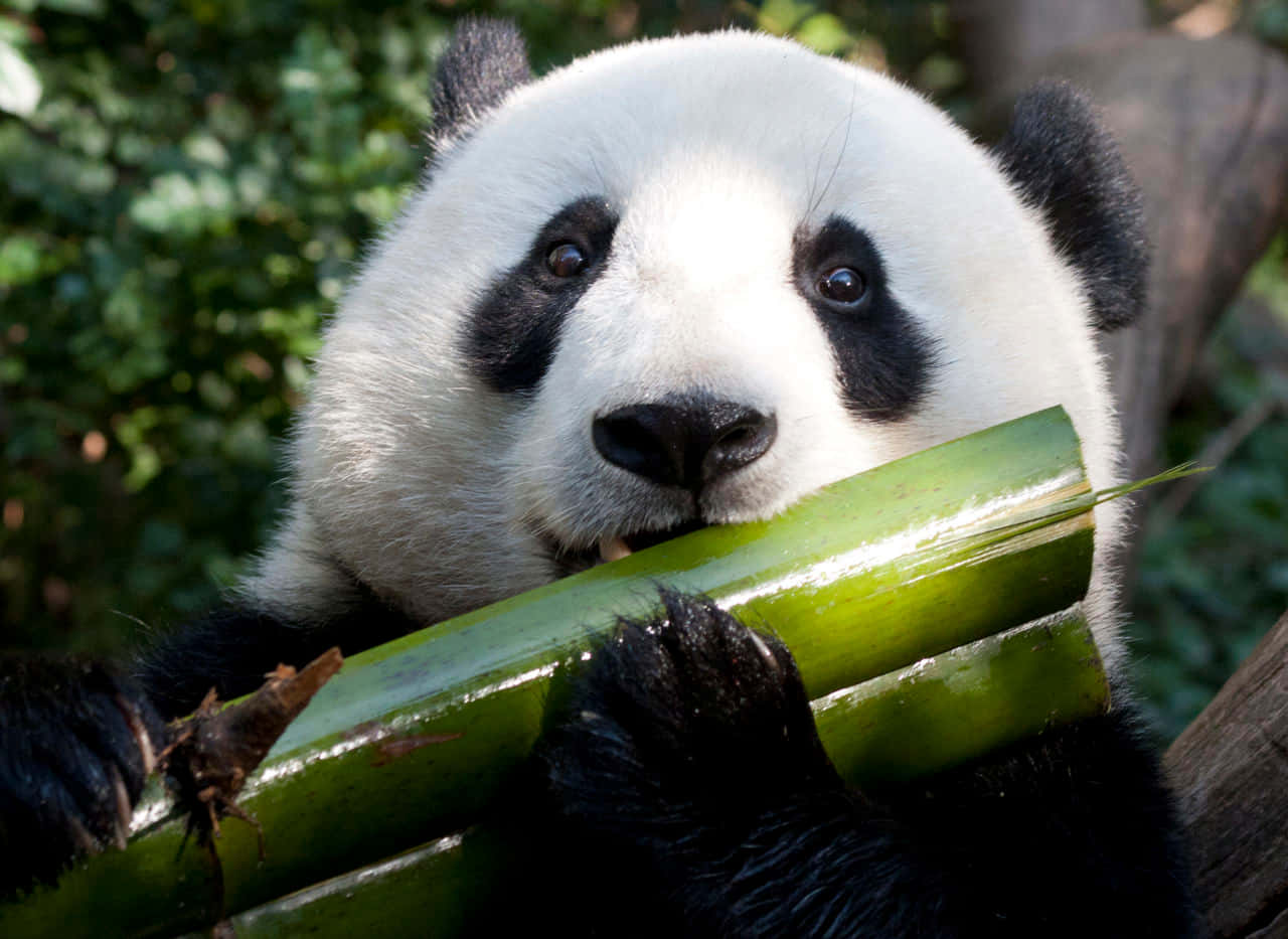 Mtoto wa Panda Anafurahia Mchezo wa Mchana Picha ya Ukuta