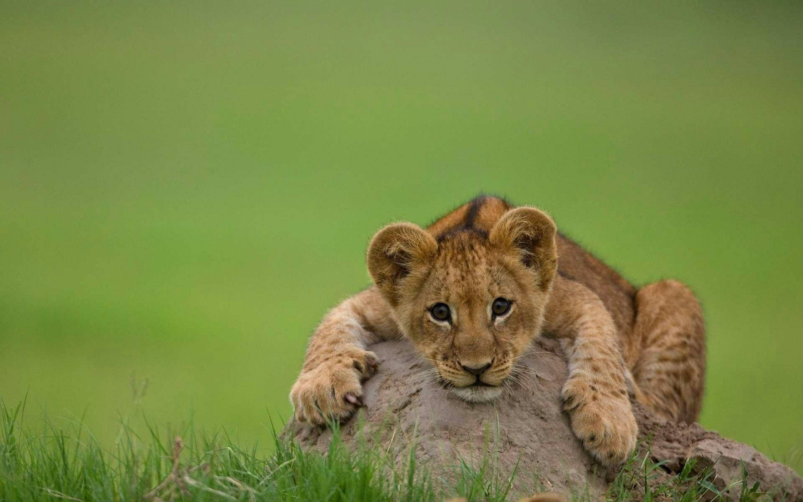 Mtoto wa Simba Akilala Juu ya Jiwe Picha ya Ukuta